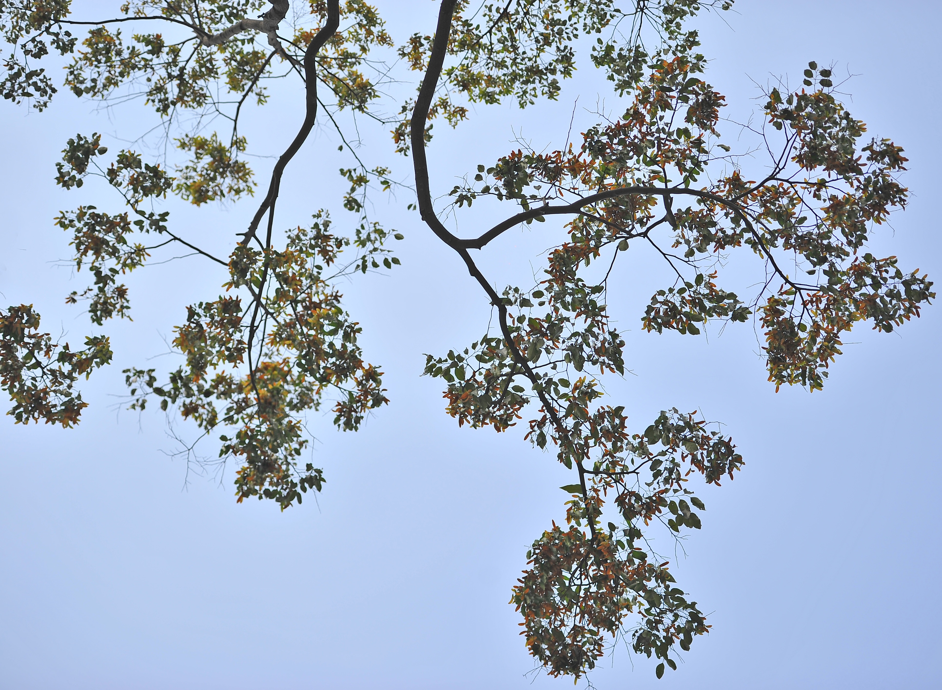 Hoa cho o Sai Gon anh 2