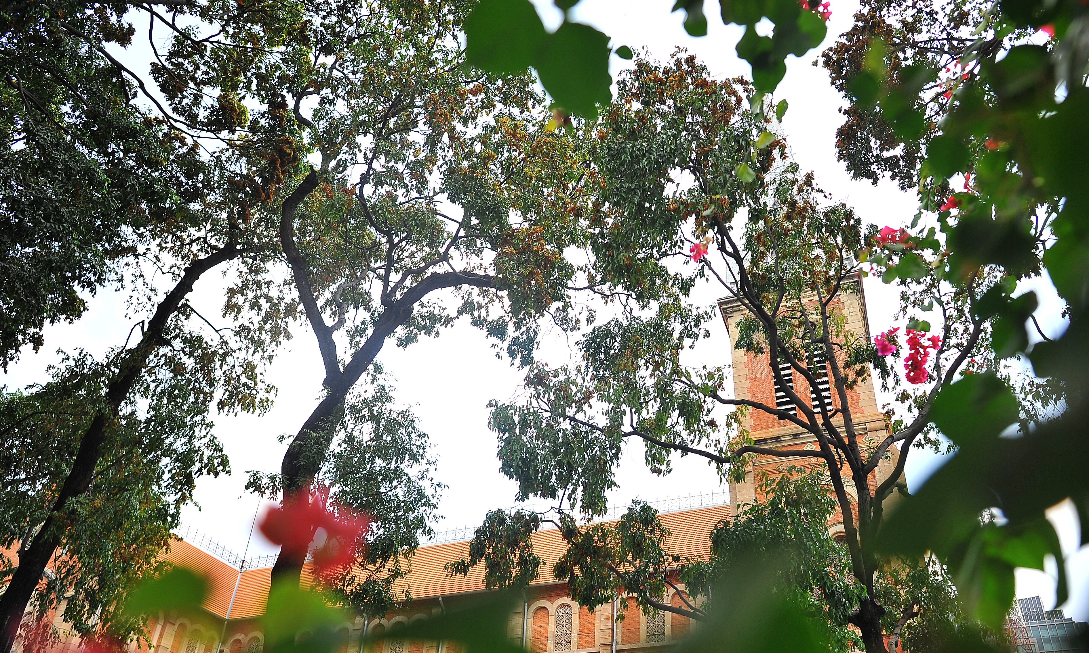 Hoa cho o Sai Gon anh 8