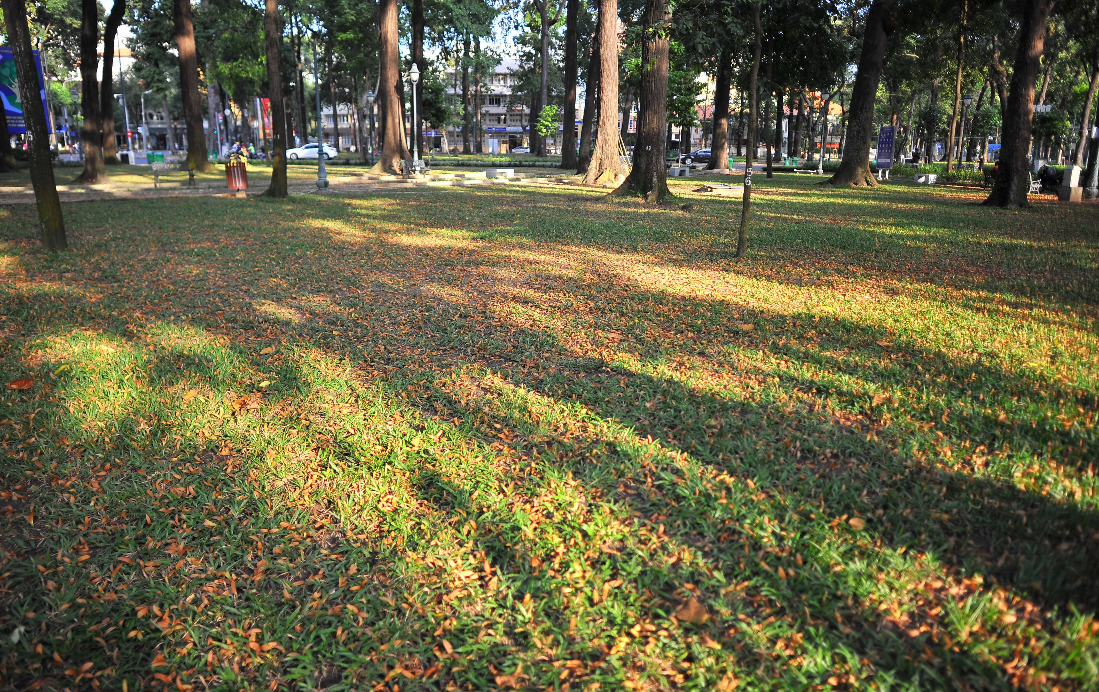 Hoa cho o Sai Gon anh 22