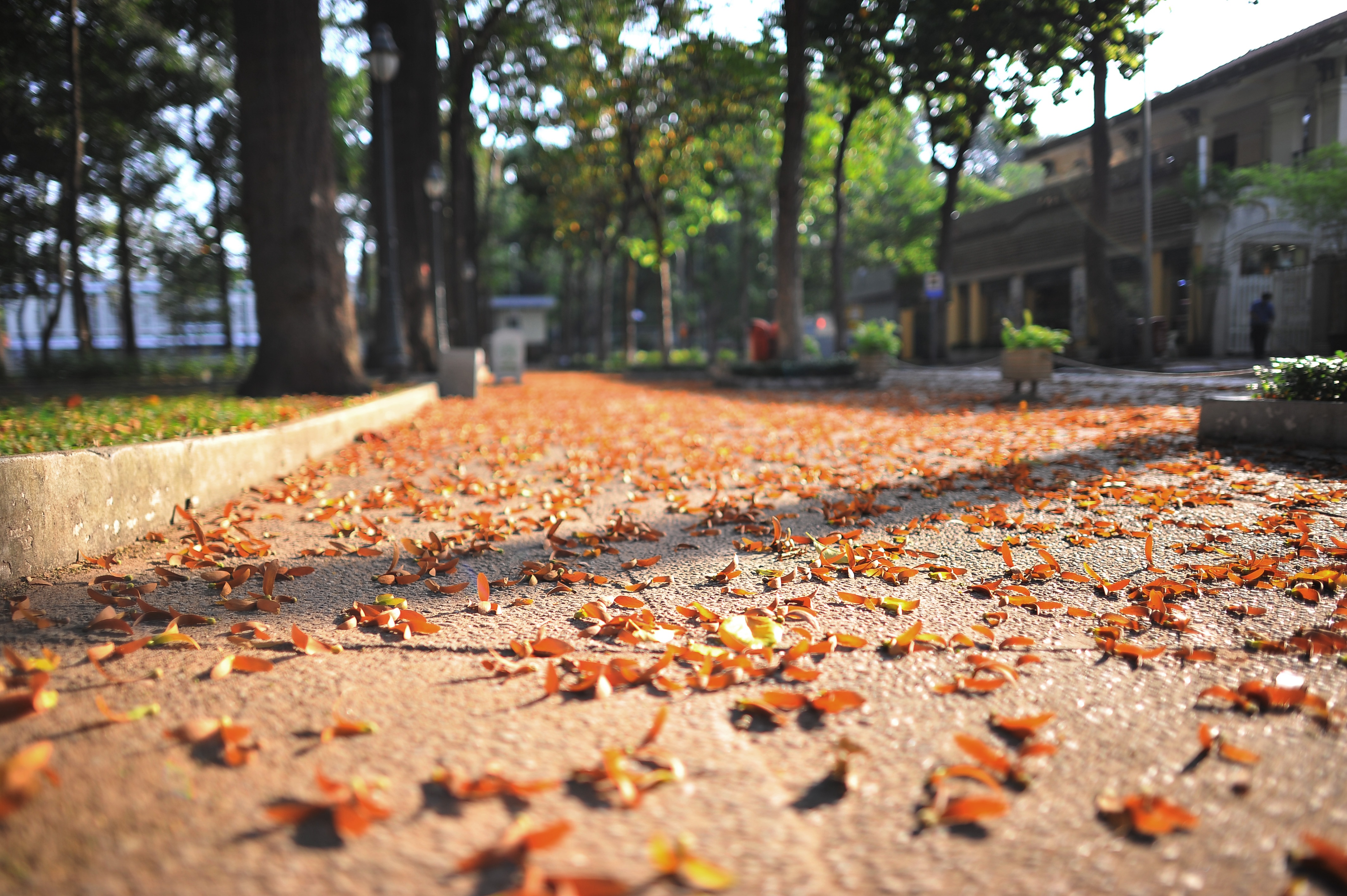 Hoa cho o Sai Gon anh 20