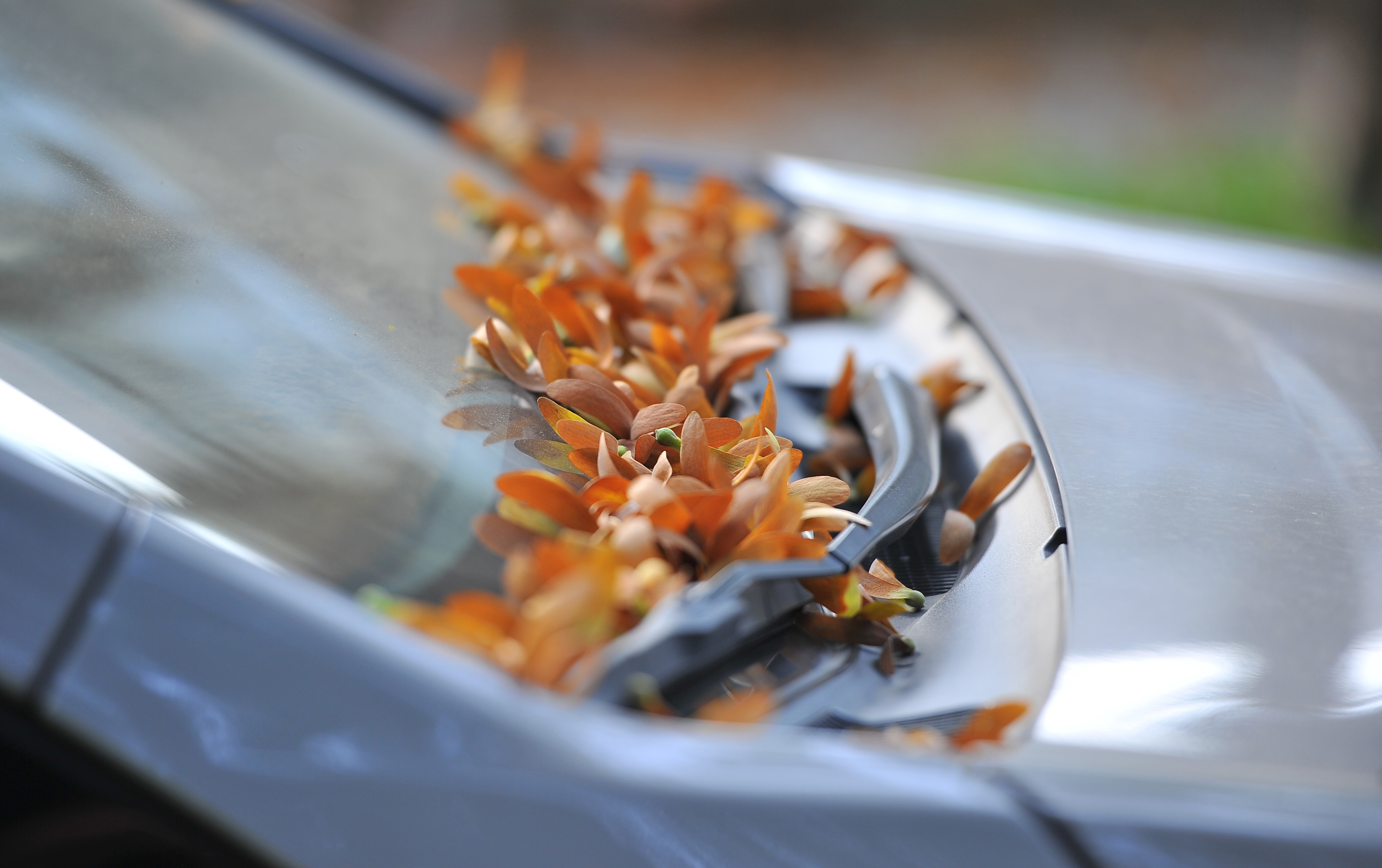 Hoa cho o Sai Gon anh 21