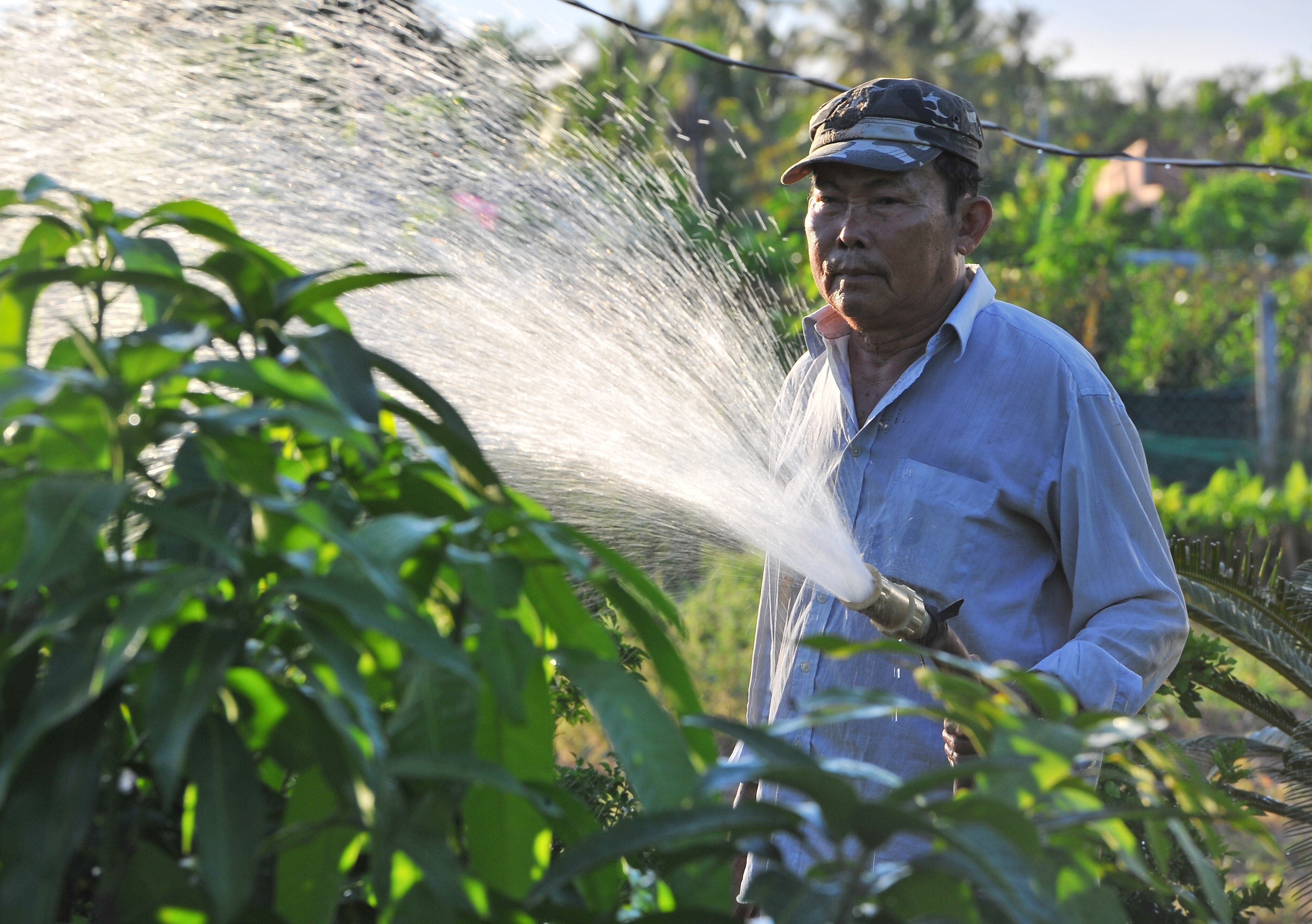 Dan Cho Lach chi tien trieu mua nuoc tuoi cay moi ngay hinh anh