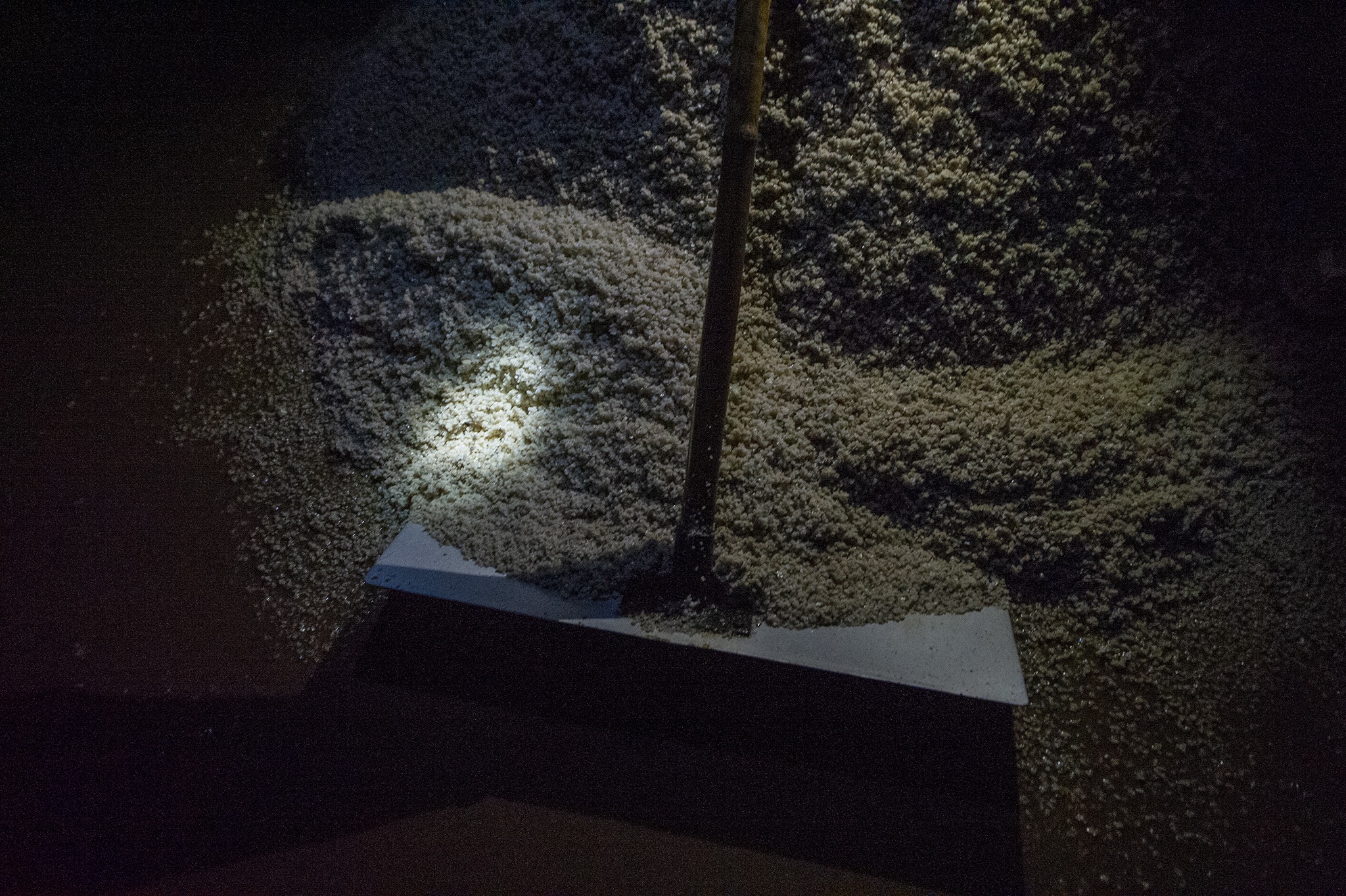 Diem dan Bac Lieu lo lang vi muoi rot gia anh 26