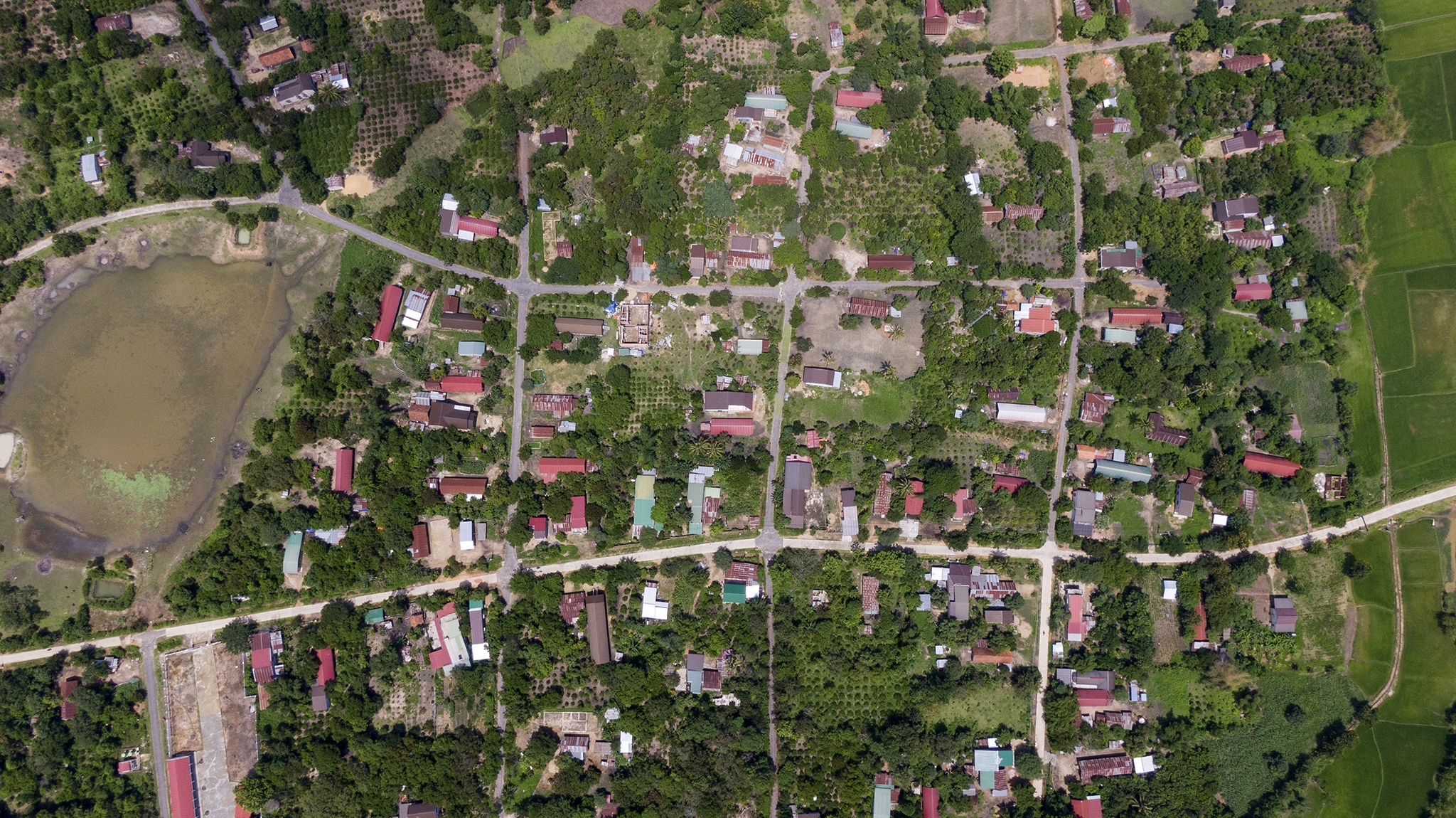 Benh bach hau lan rong o Tay Nguyen anh 2