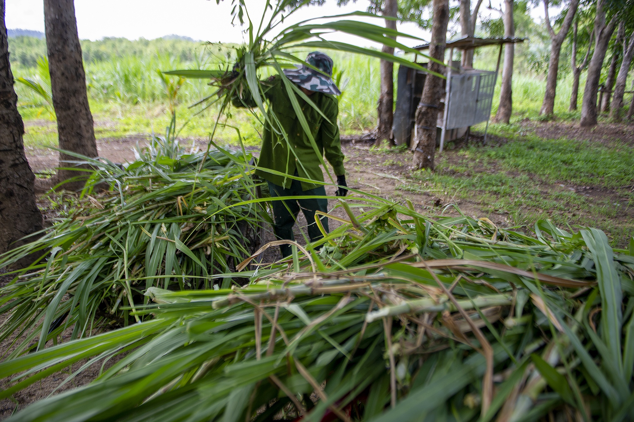 Cuu ho 2 ca the voi Tay Nguyen anh 11