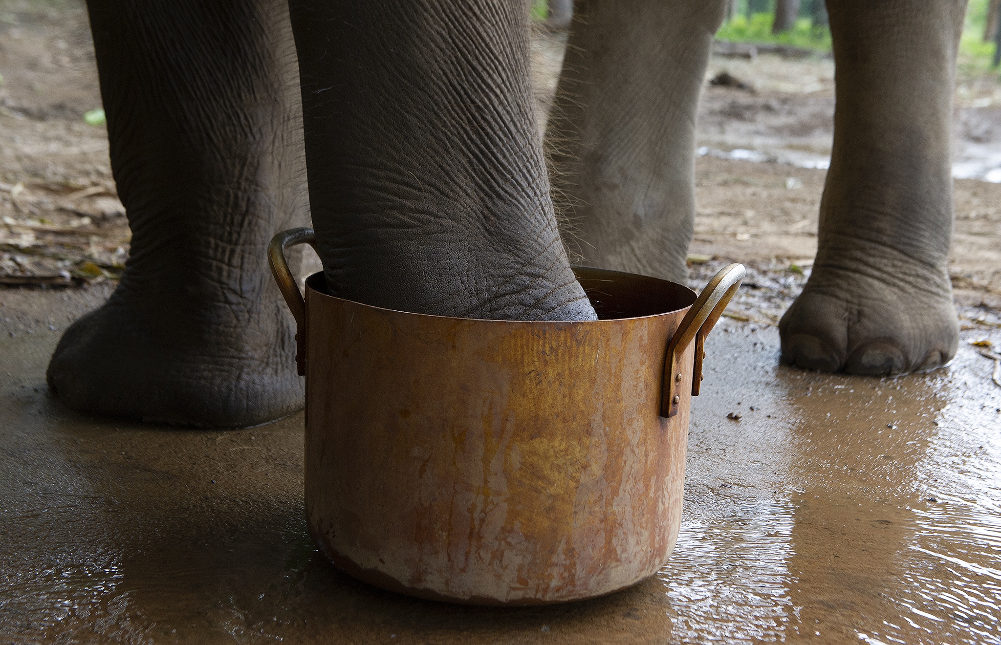 Cuu ho 2 ca the voi Tay Nguyen anh 9