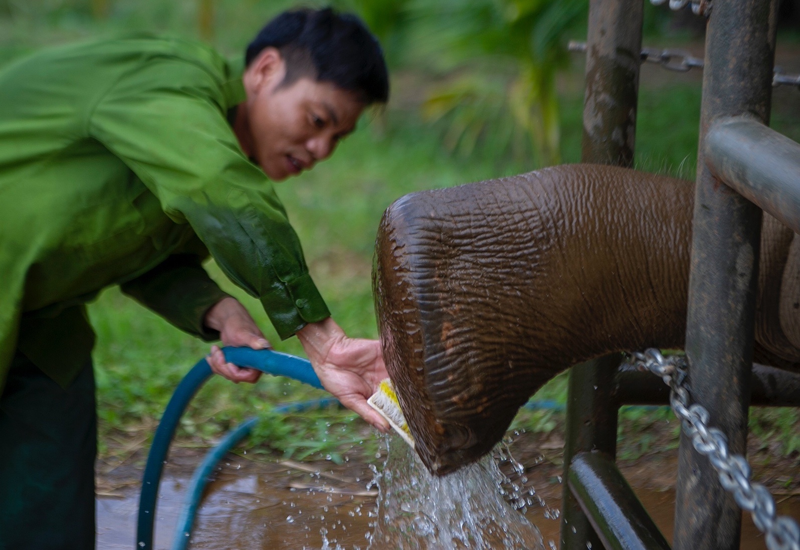 Vu nuoi cua 2 chu voi gap nan hinh anh
