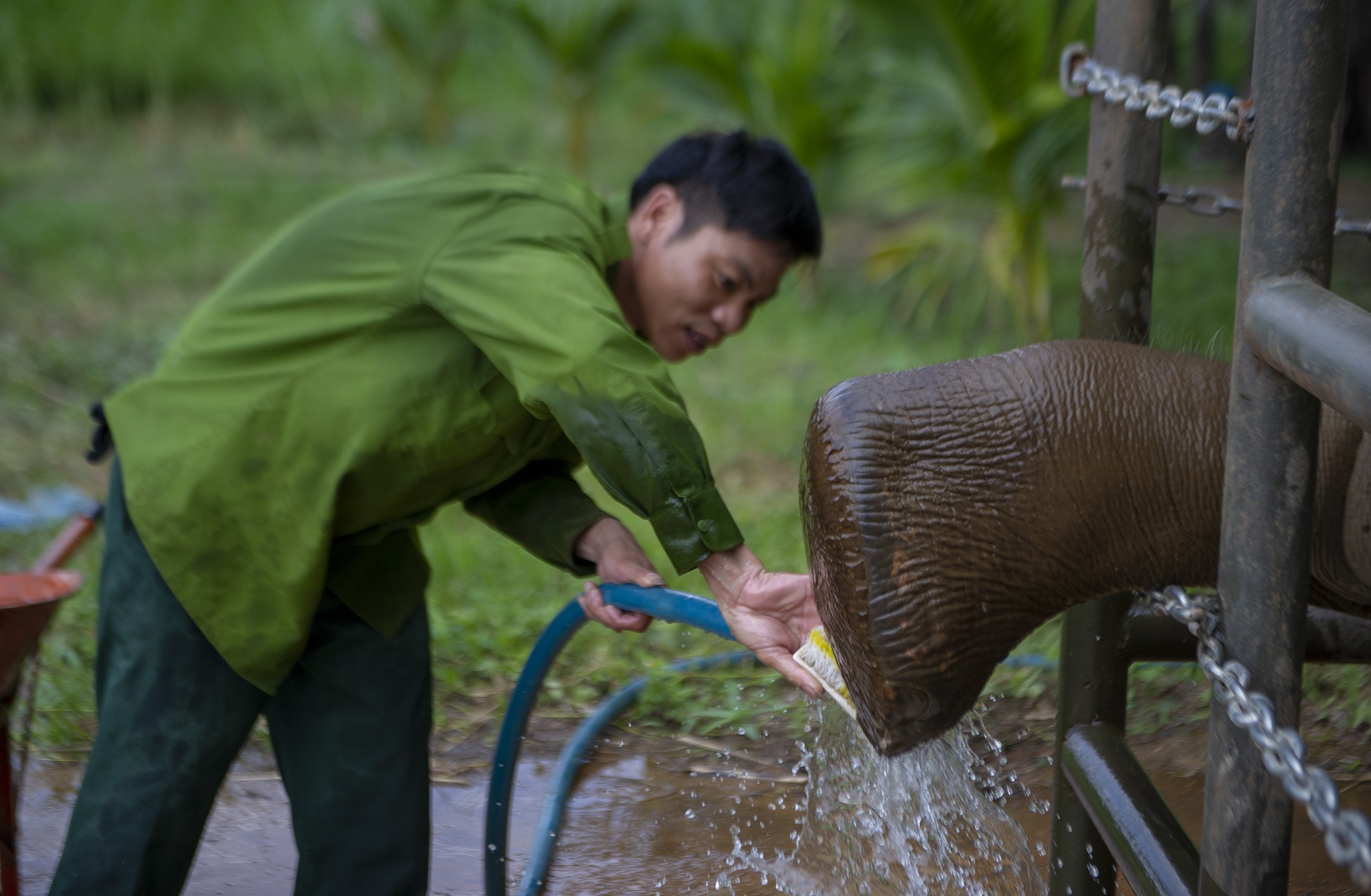 Cuu ho 2 ca the voi Tay Nguyen anh 10