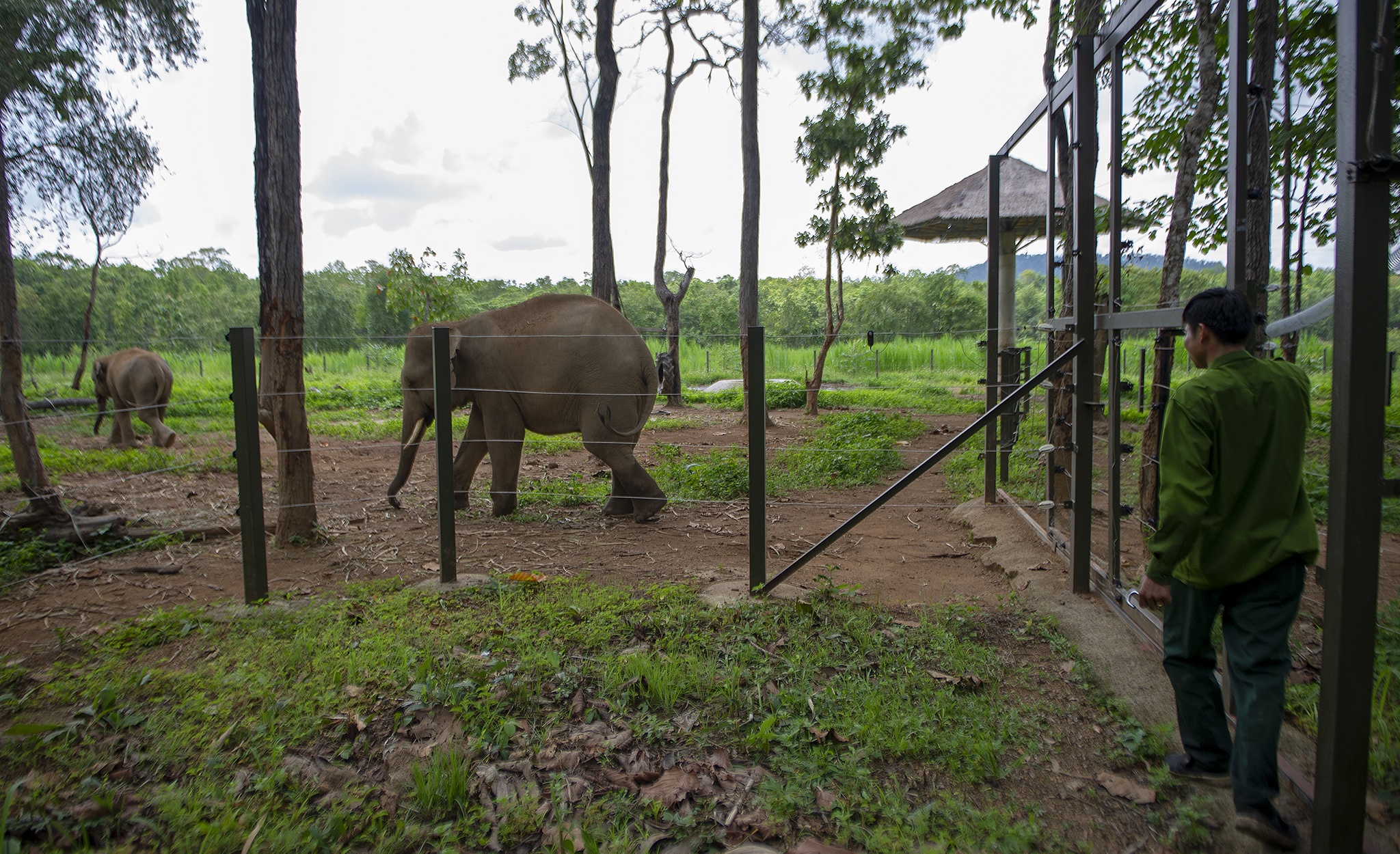 Cuu ho 2 ca the voi Tay Nguyen anh 7