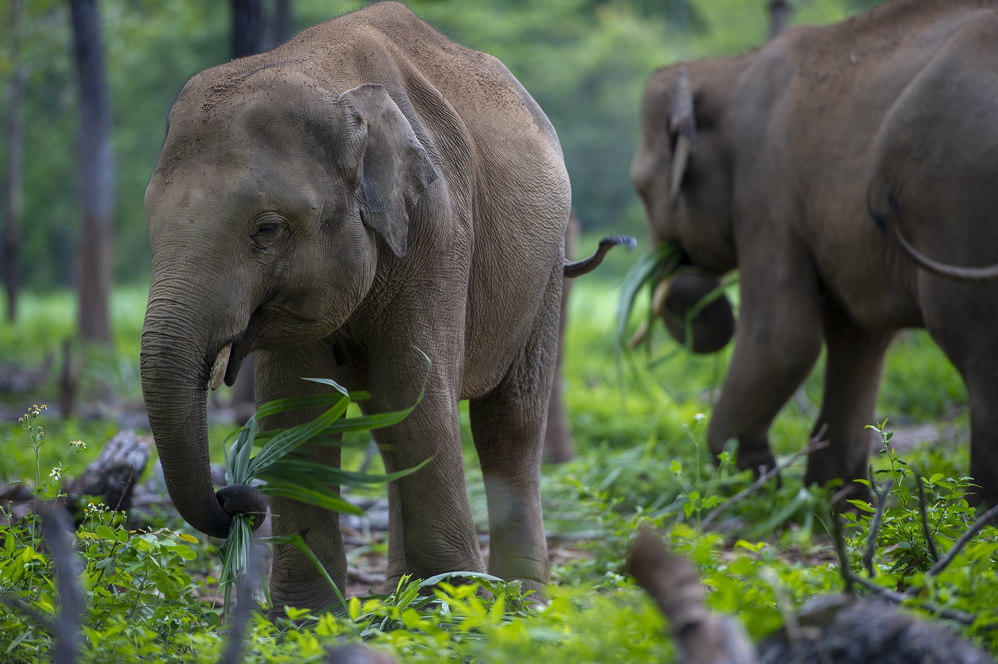 Cuu ho 2 ca the voi Tay Nguyen anh 3