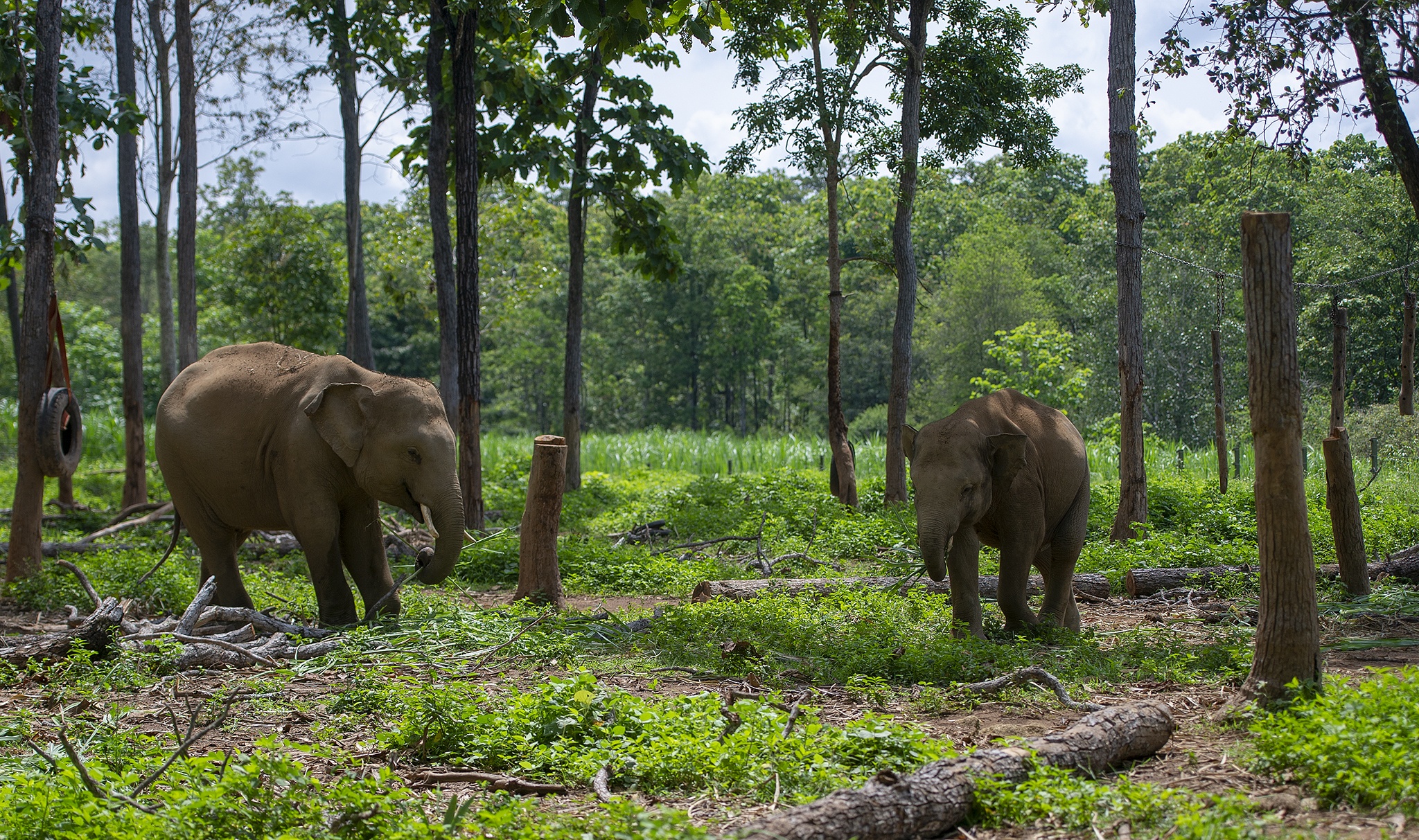 Cuu ho 2 ca the voi Tay Nguyen anh 12