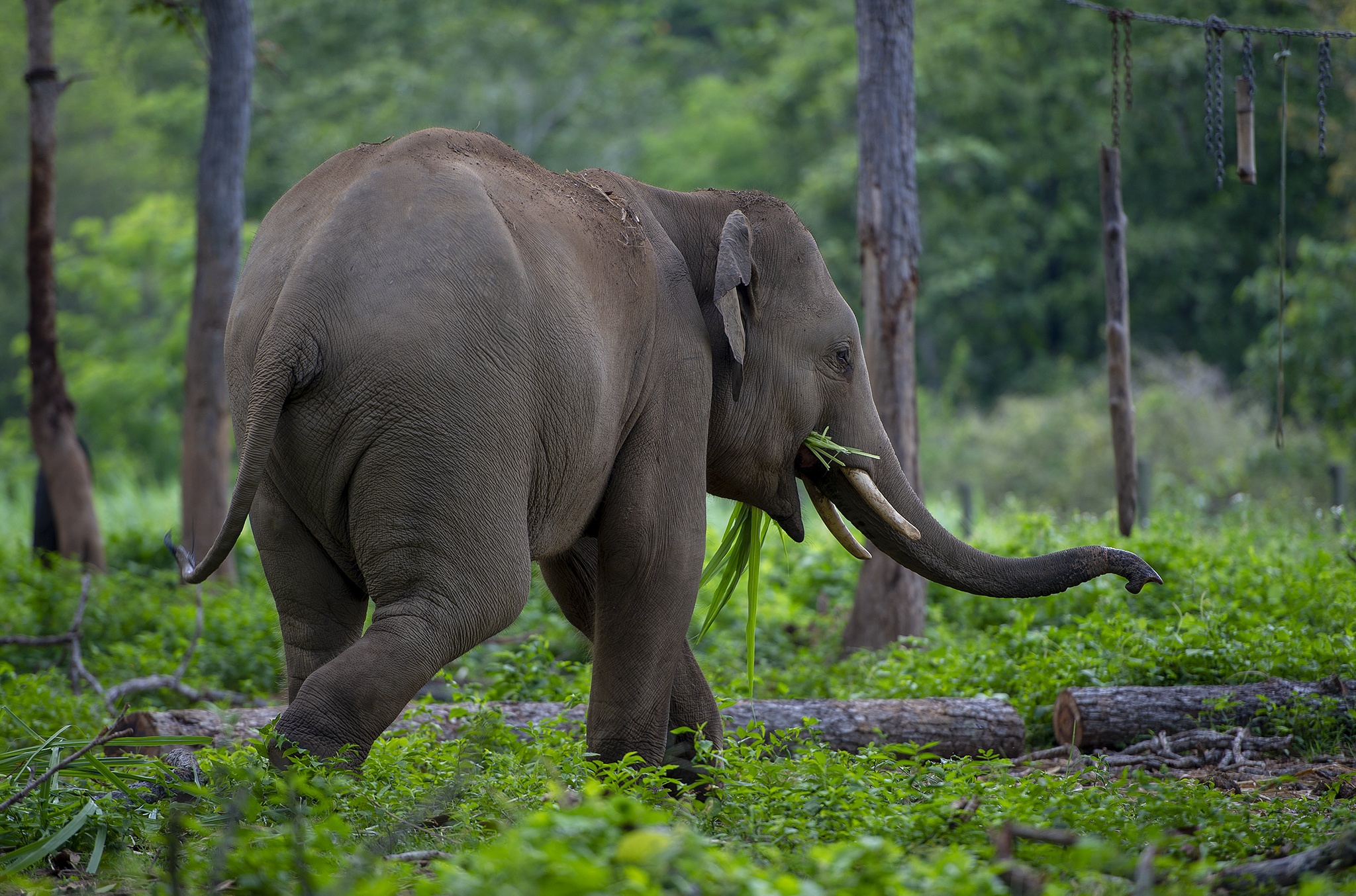 Cuu ho 2 ca the voi Tay Nguyen anh 4