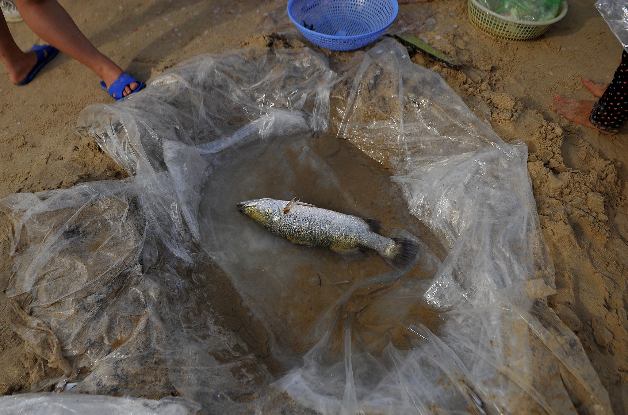 Can canh cho ca giua bai tam Vung Tau anh 8