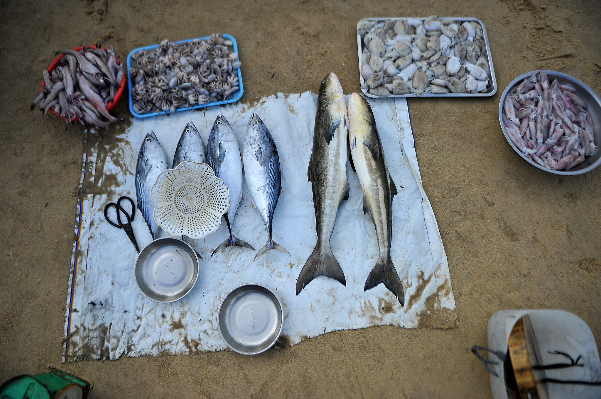 Can canh cho ca giua bai tam Vung Tau anh 4