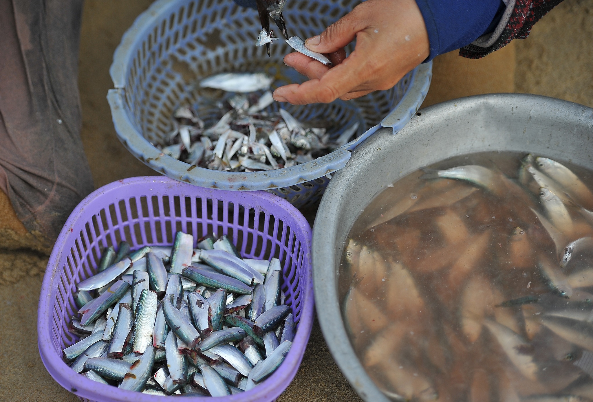 Can canh cho ca giua bai tam Vung Tau anh 9