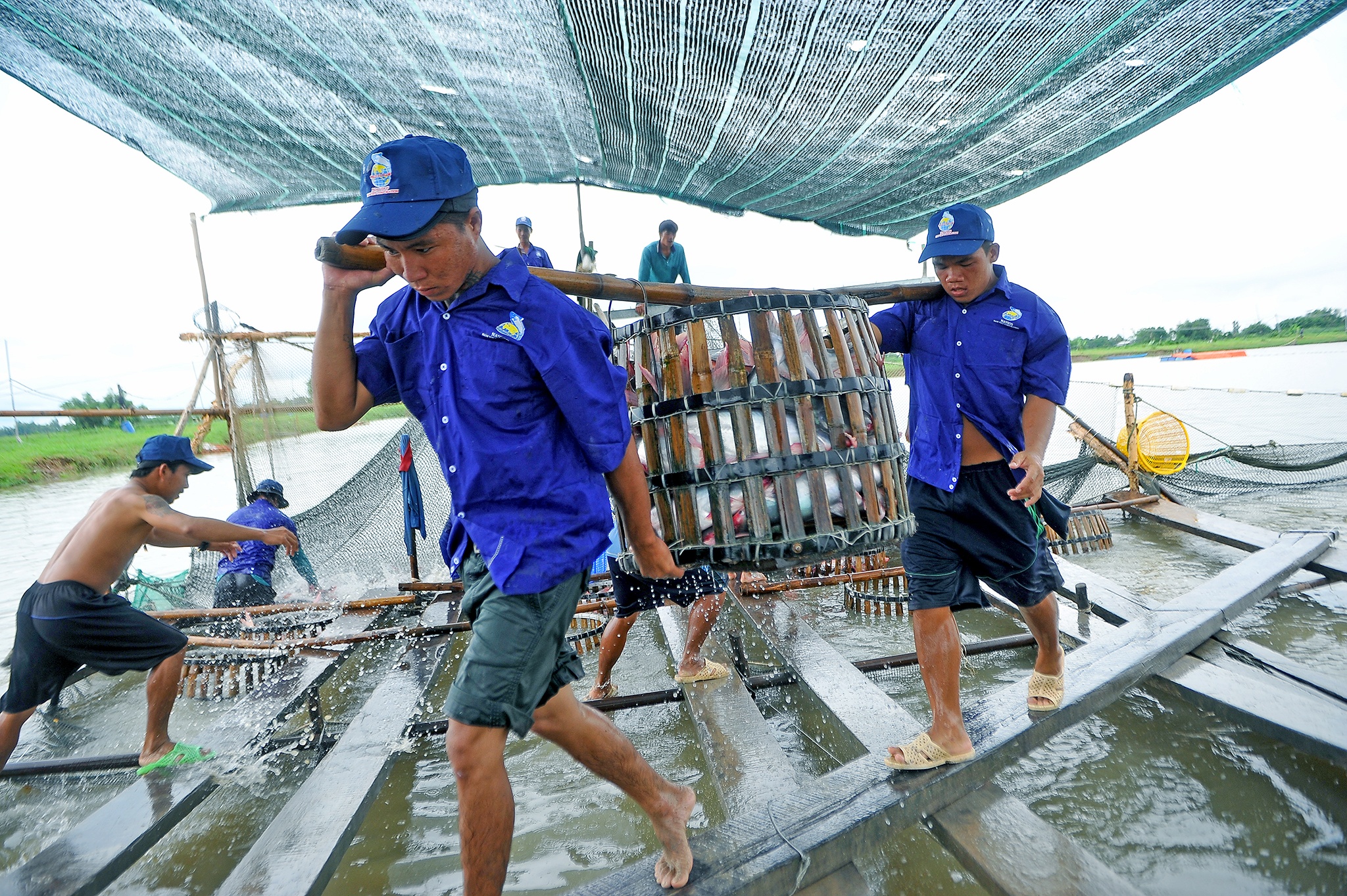 Xuat khau ca tra gap kho anh 5
