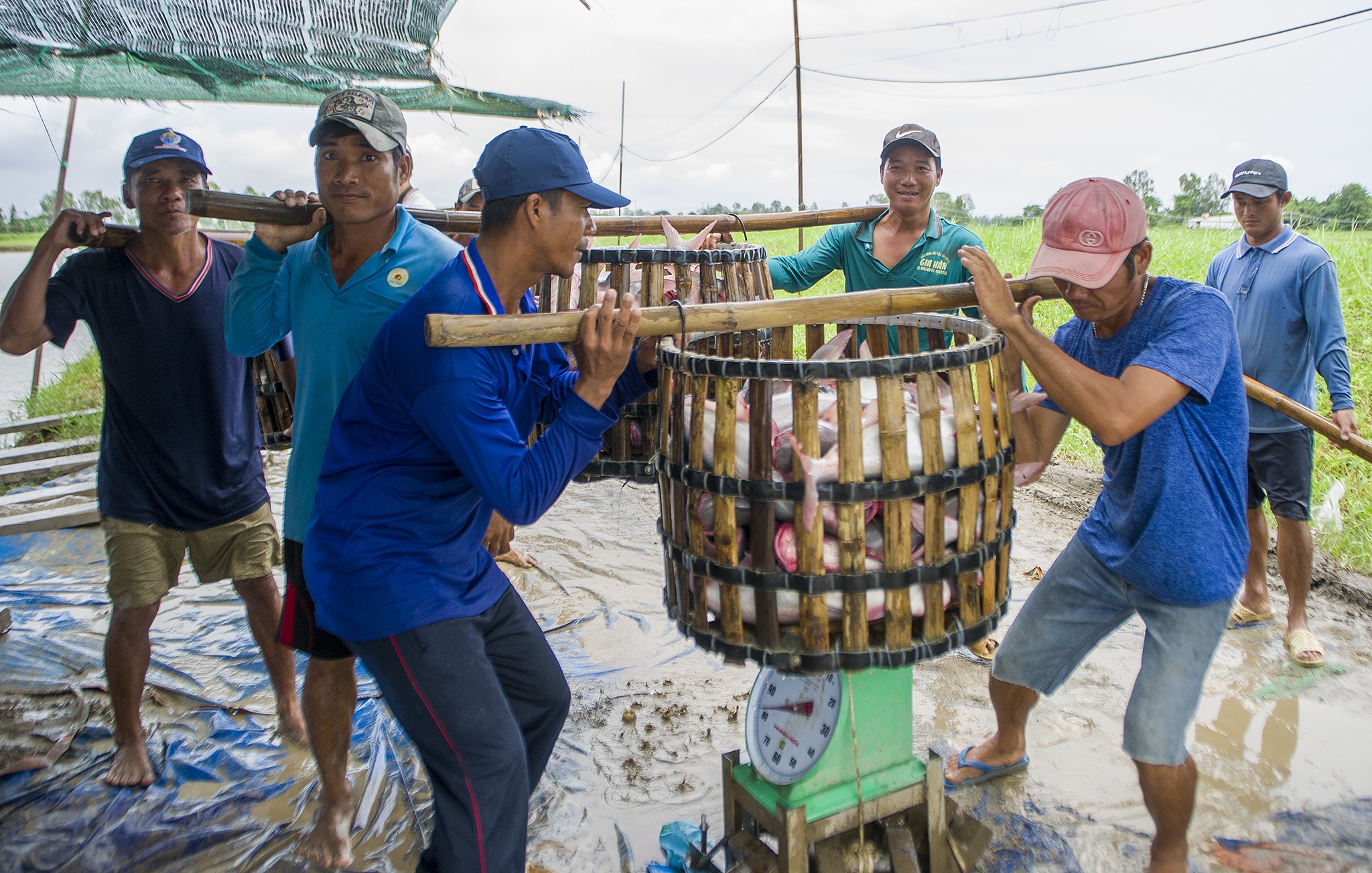 Xuat khau ca tra gap kho anh 6