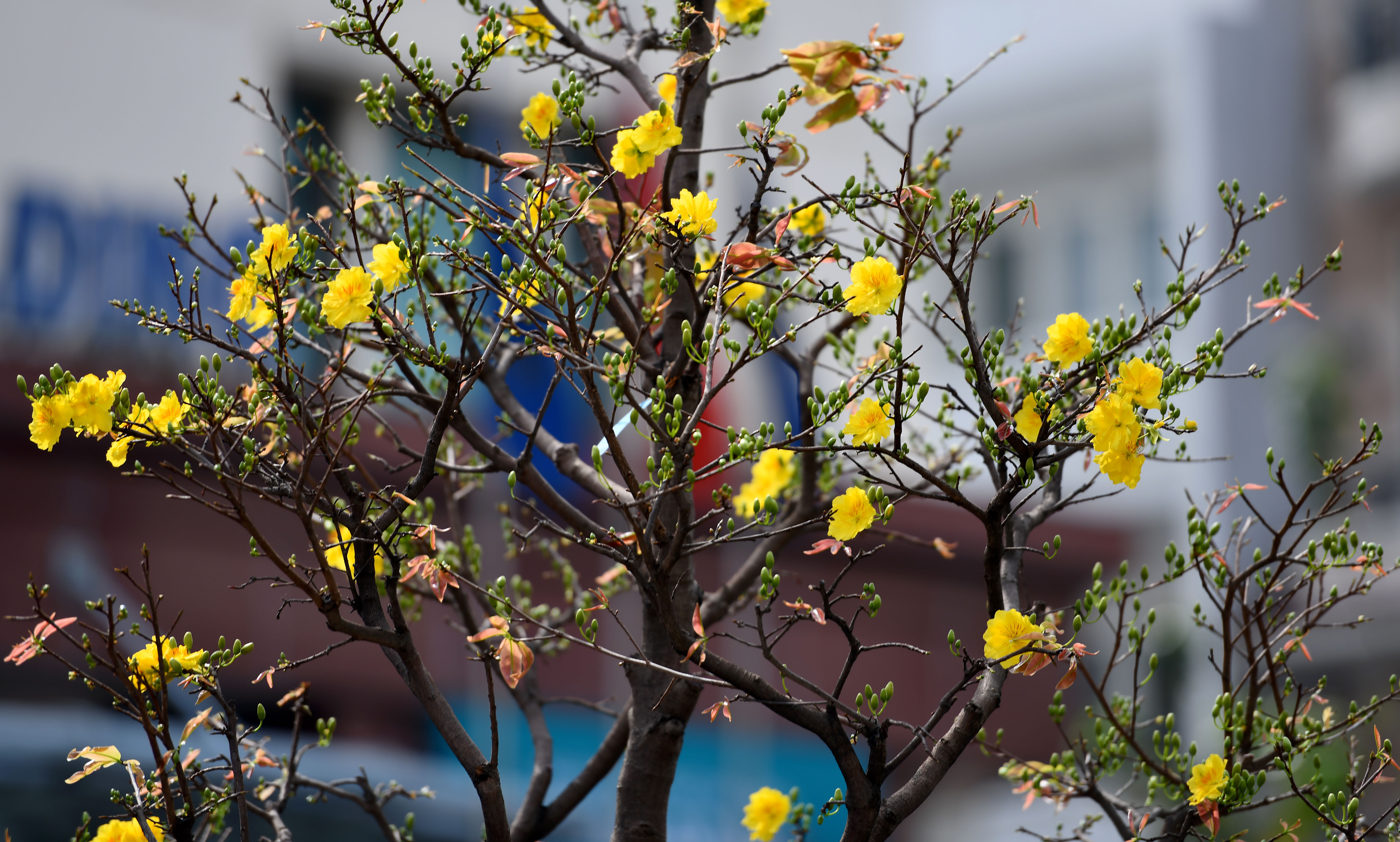 Mai Thu Duc no som anh 3