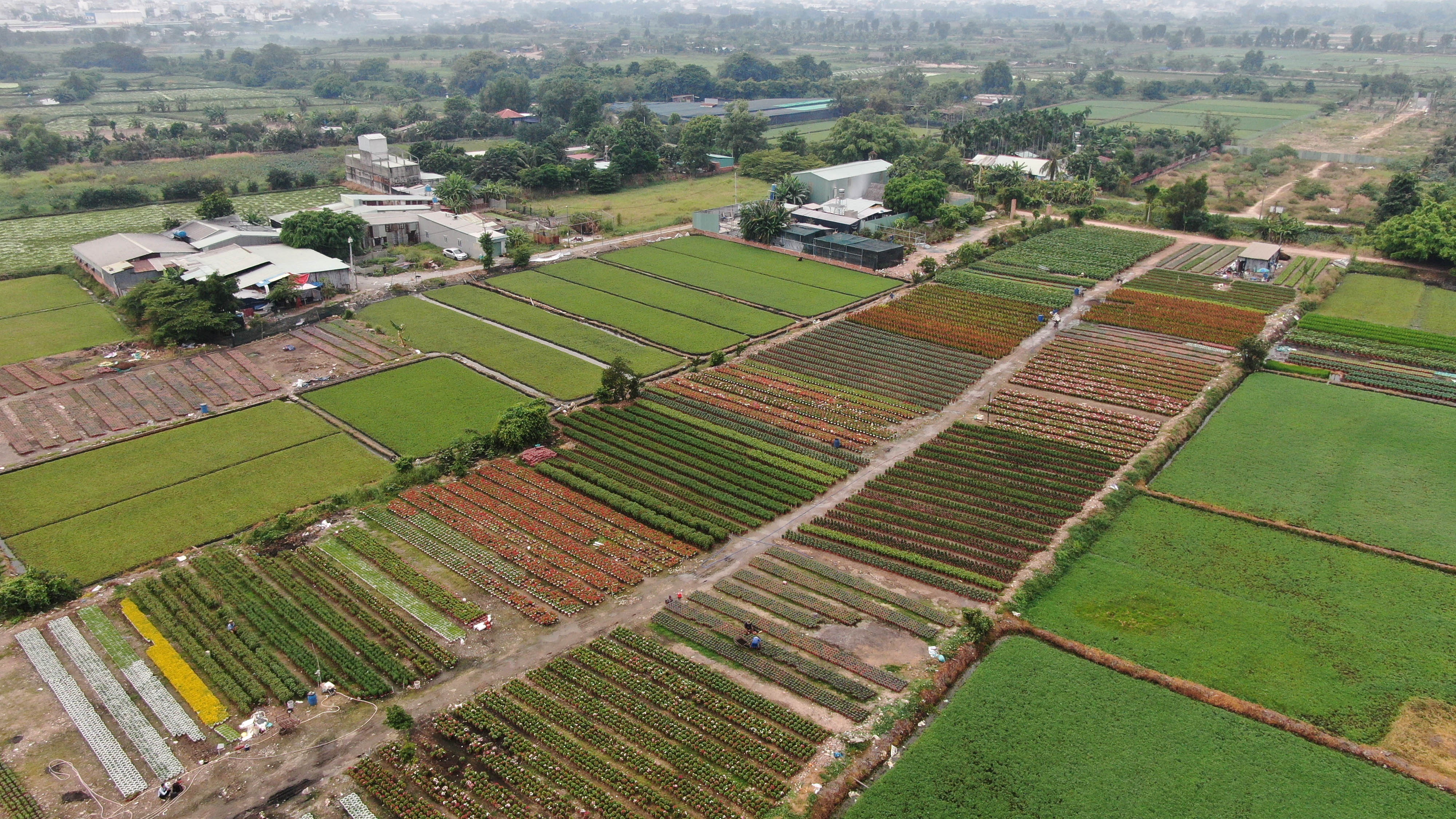 Nghe trong hoa Tet o TP.HCM anh 12