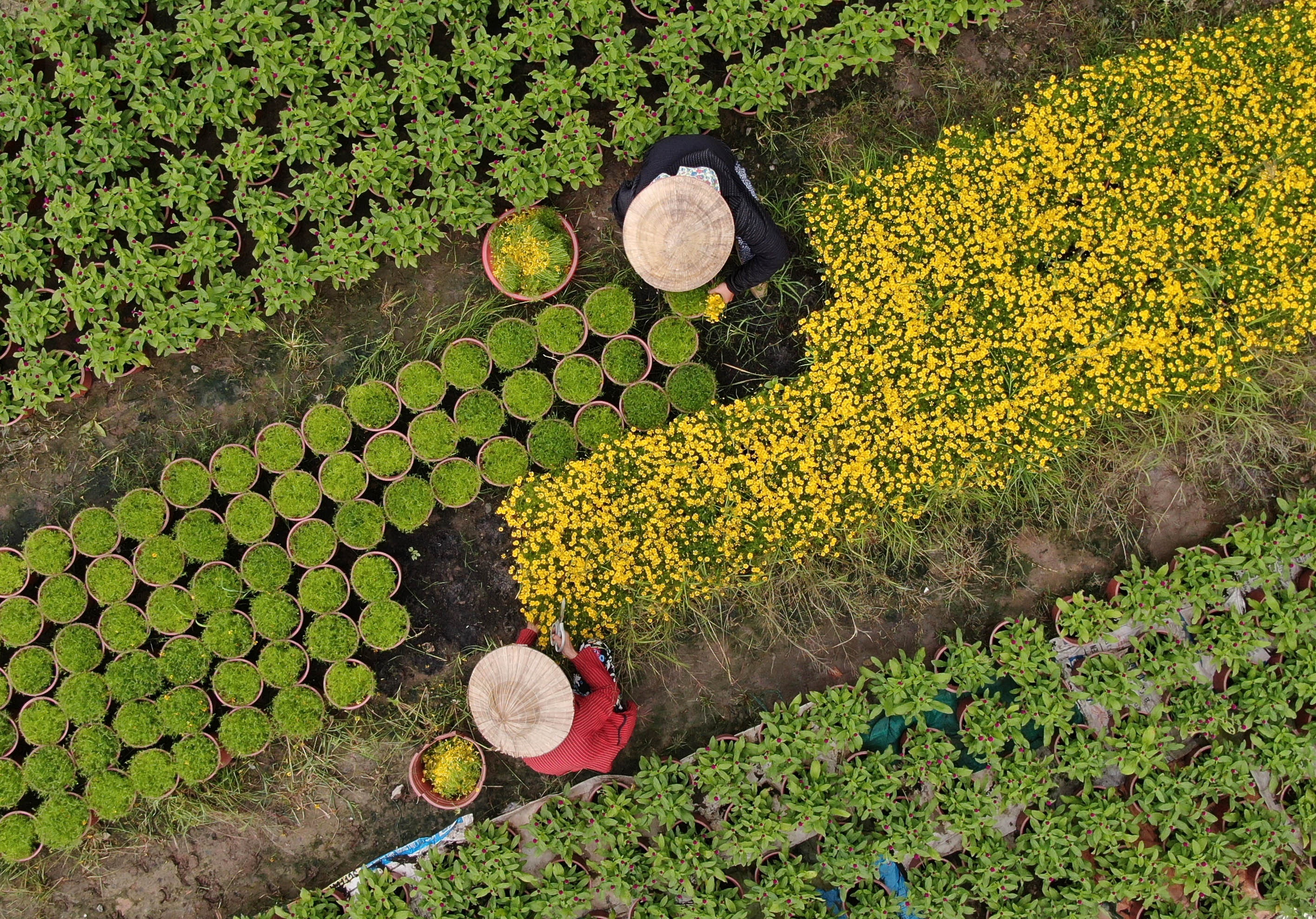 Nghe trong hoa Tet o TP.HCM anh 8