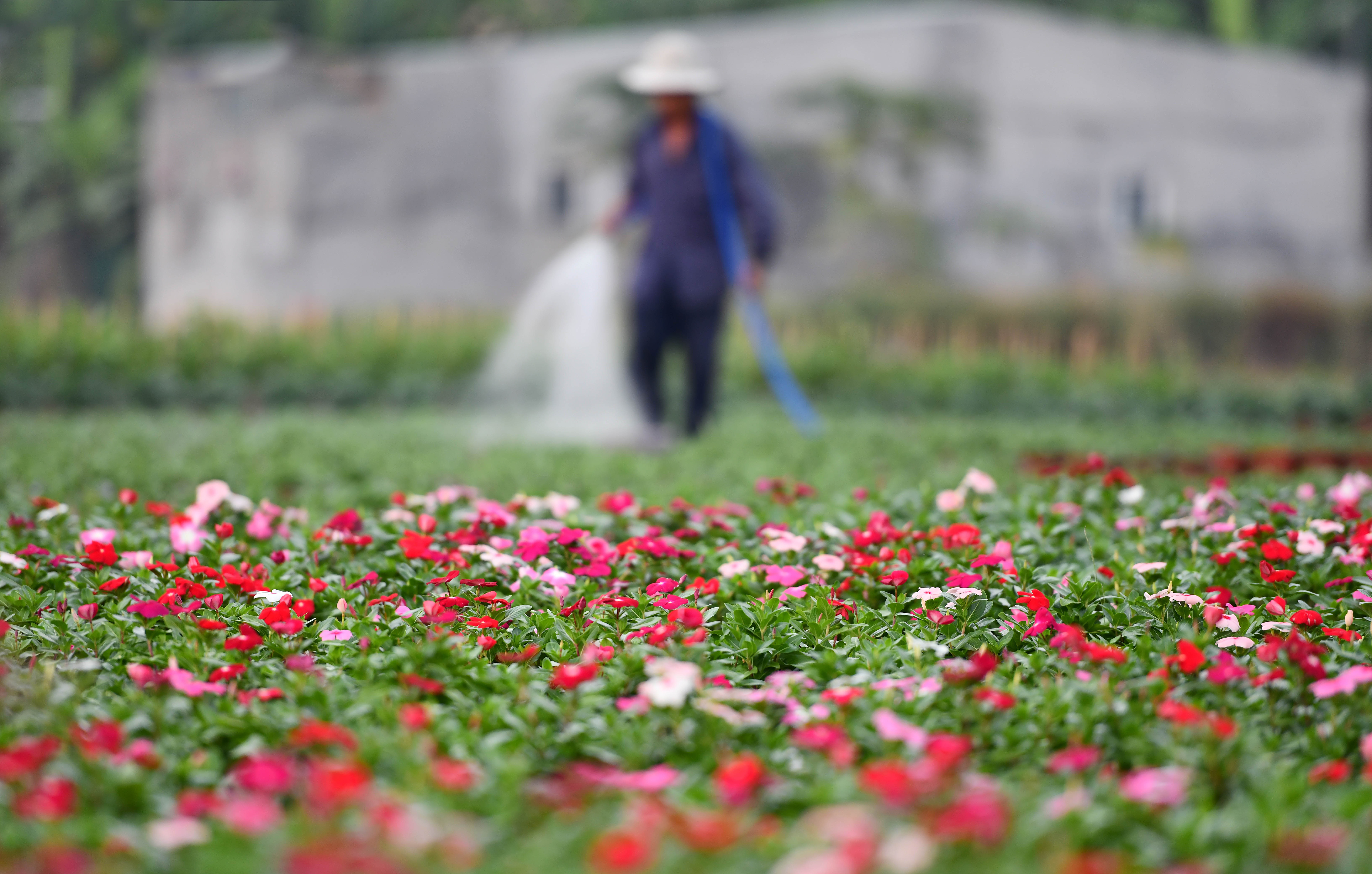 Nghe trong hoa Tet o TP.HCM anh 5