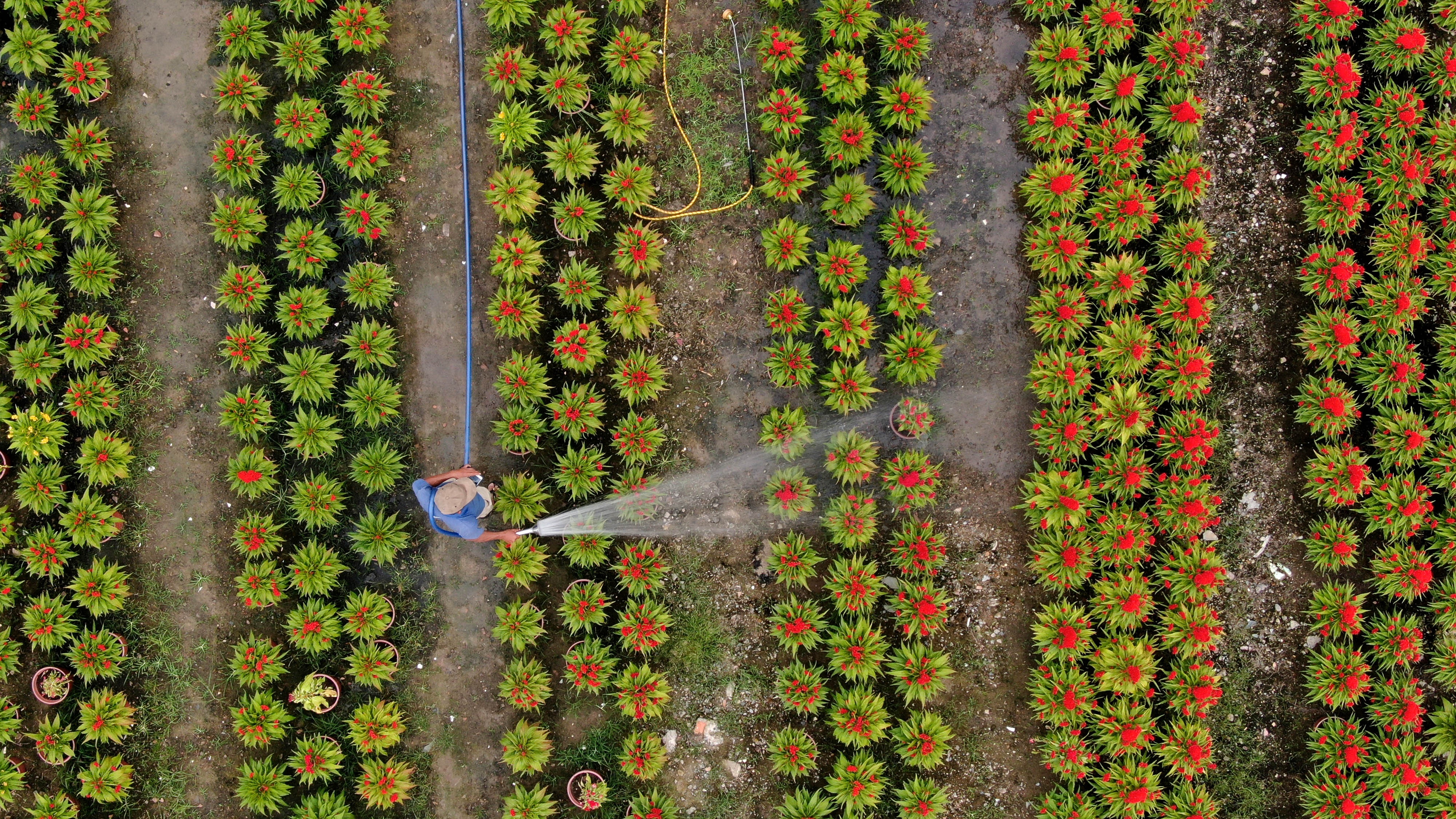 Nghe trong hoa Tet o TP.HCM anh 1