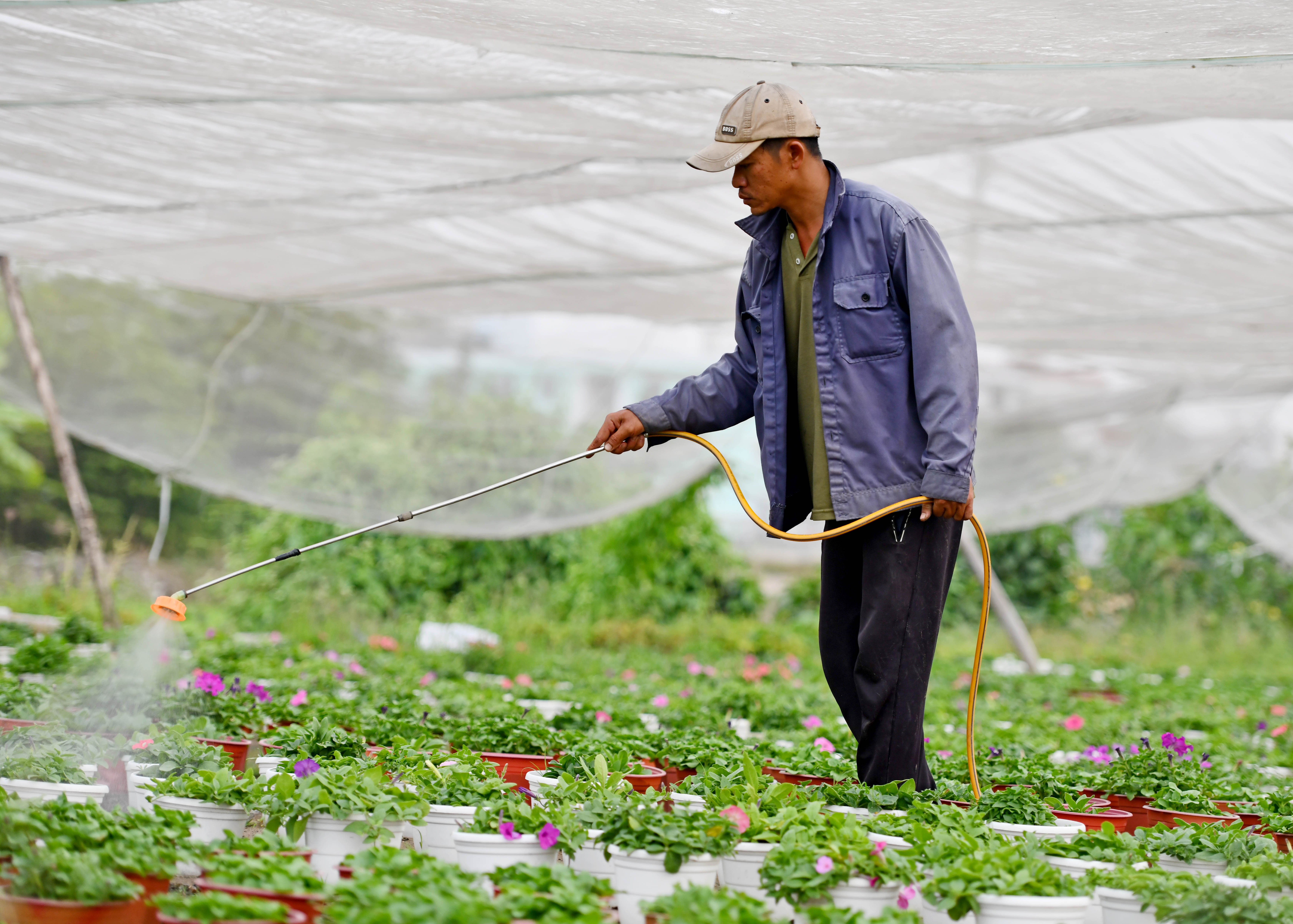 Nghe trong hoa Tet o TP.HCM anh 10