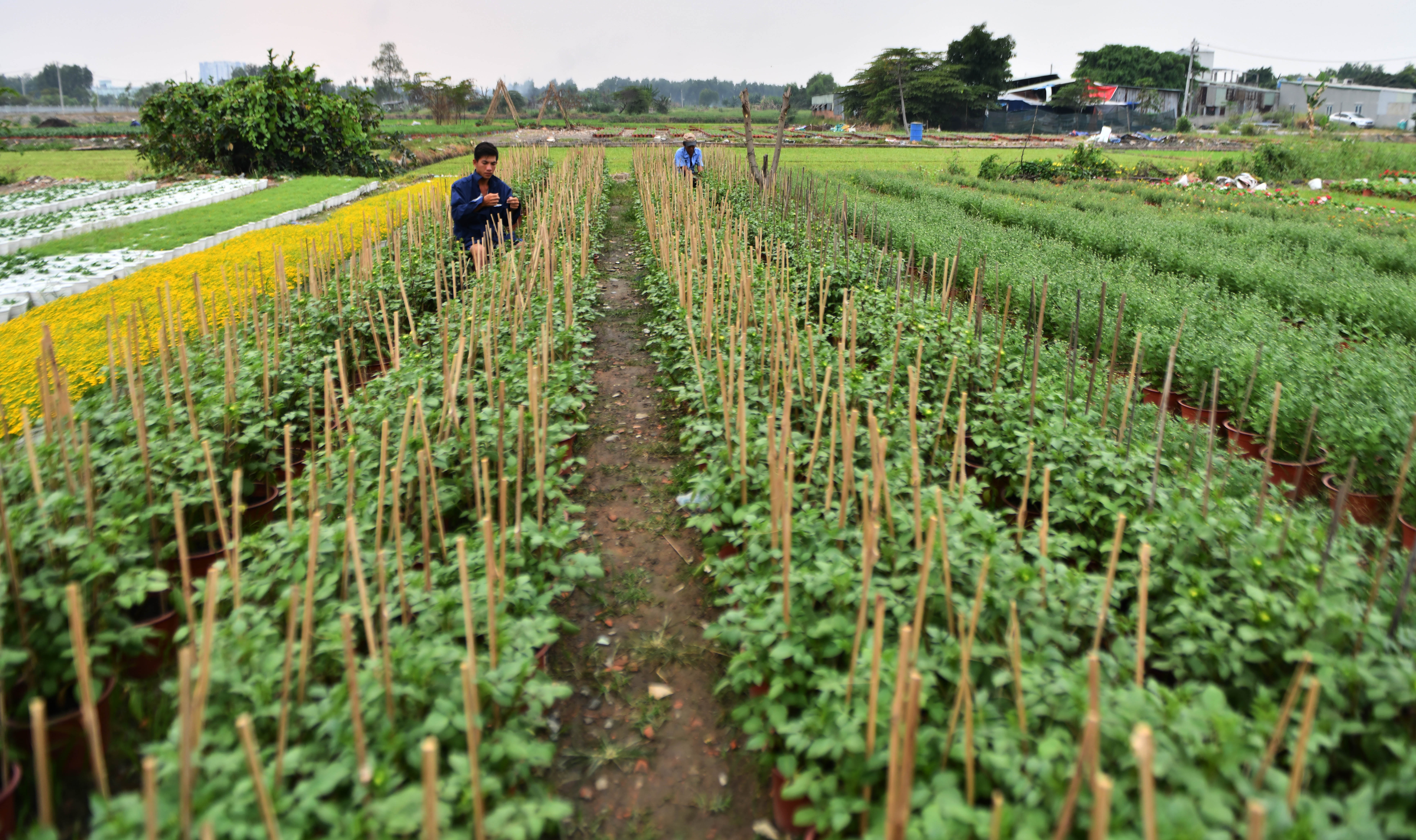 Nghe trong hoa Tet o TP.HCM anh 2