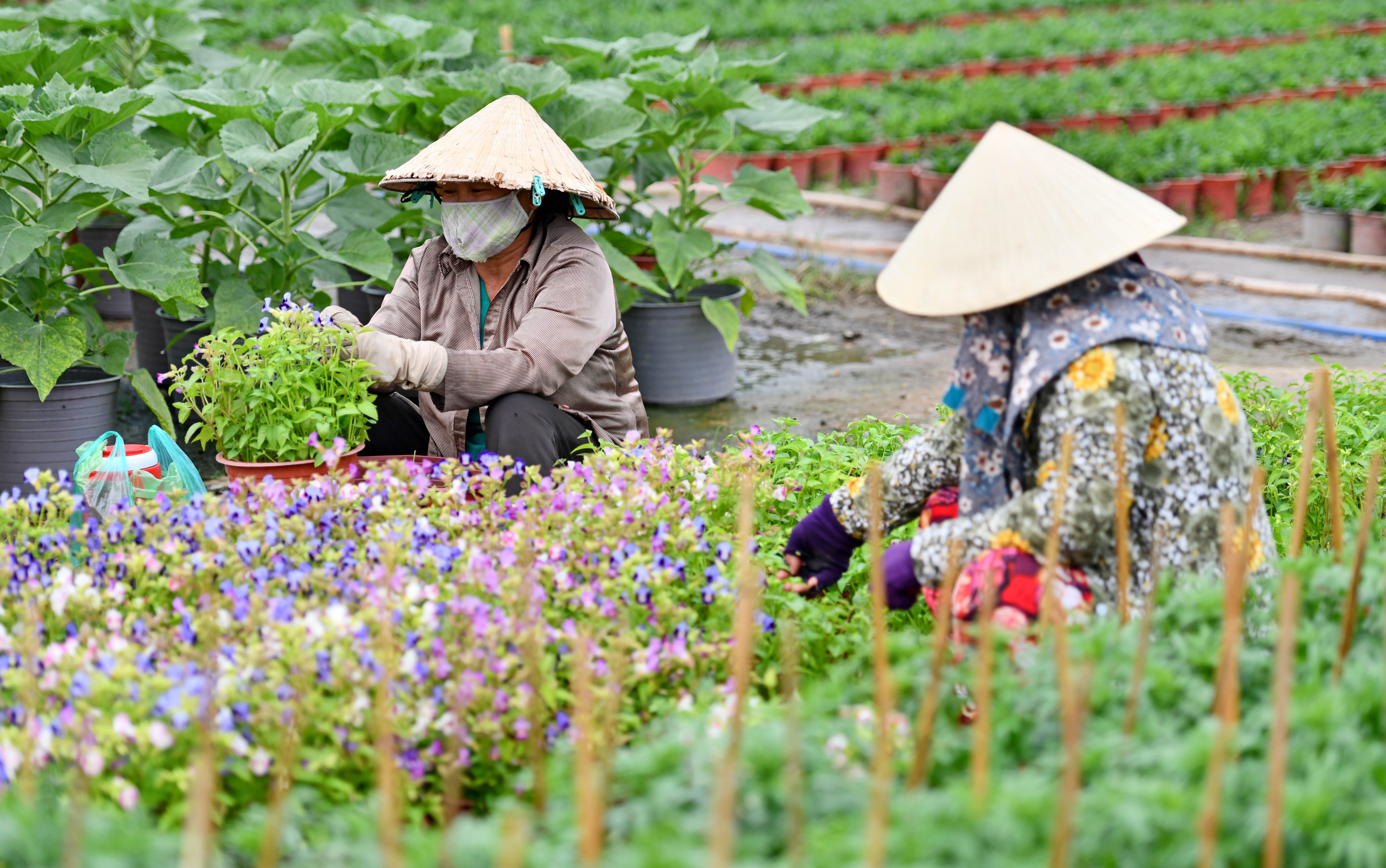 Nghe trong hoa Tet o TP.HCM anh 4