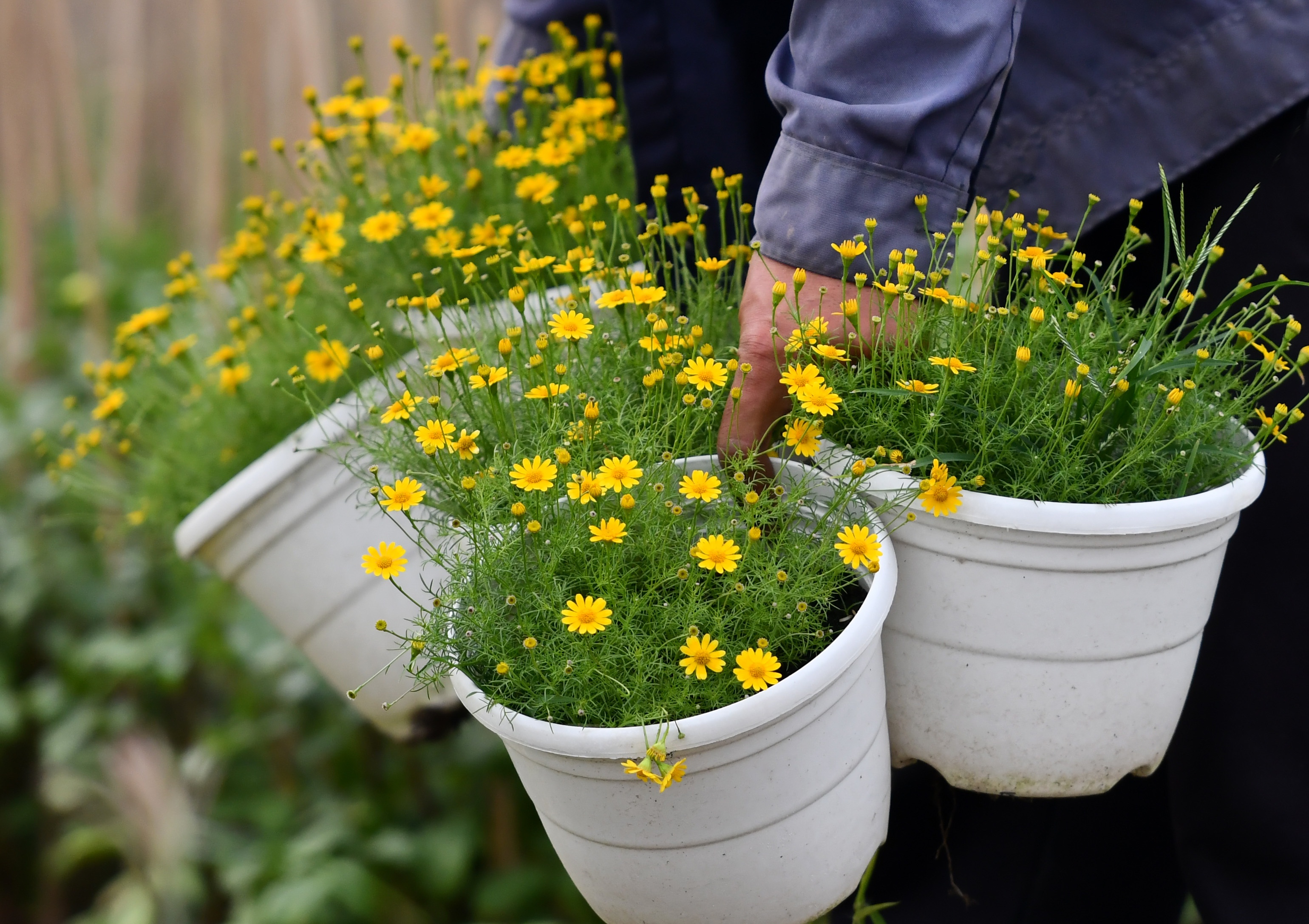 Nghe trong hoa Tet o TP.HCM anh 7