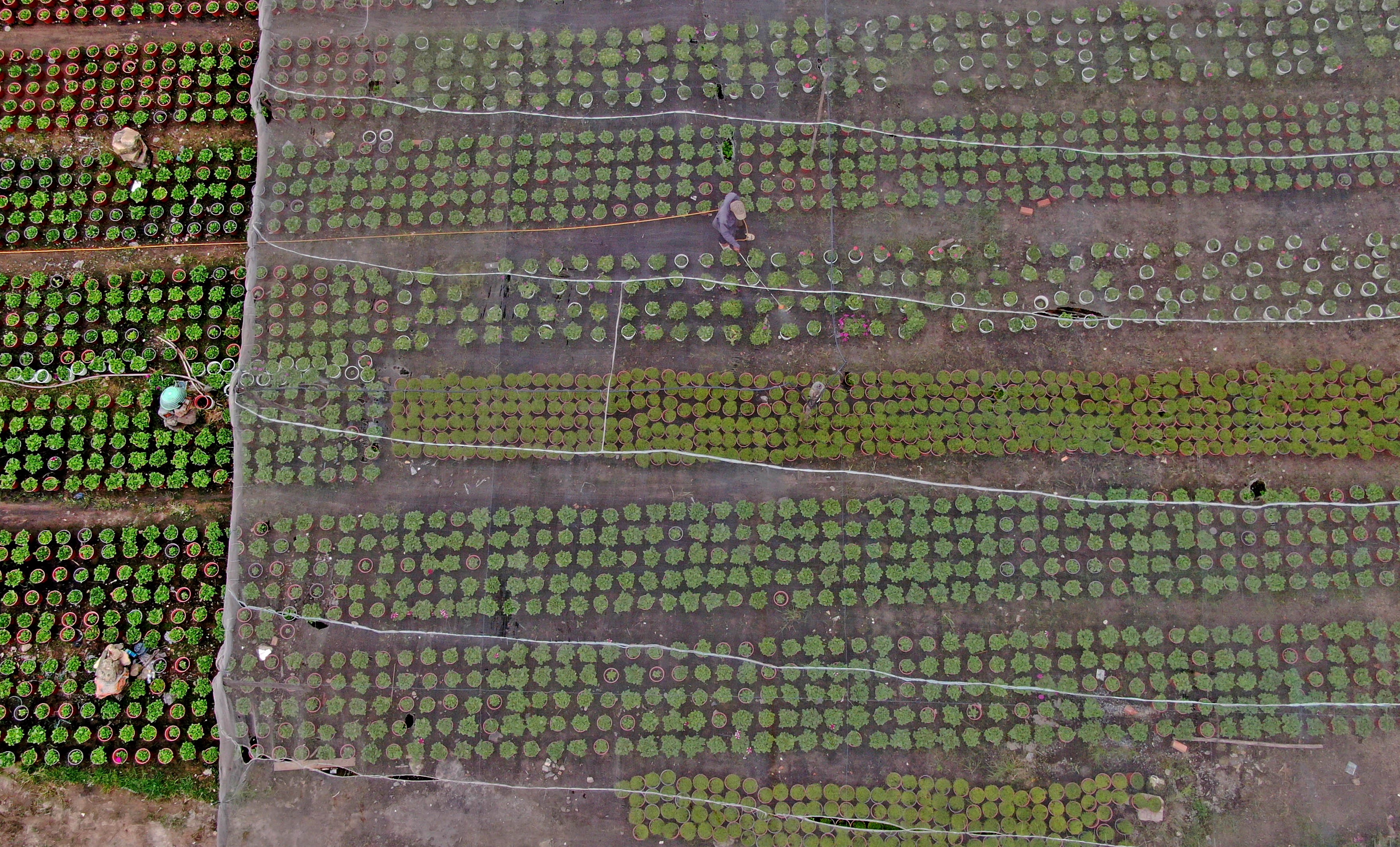 Nghe trong hoa Tet o TP.HCM anh 9