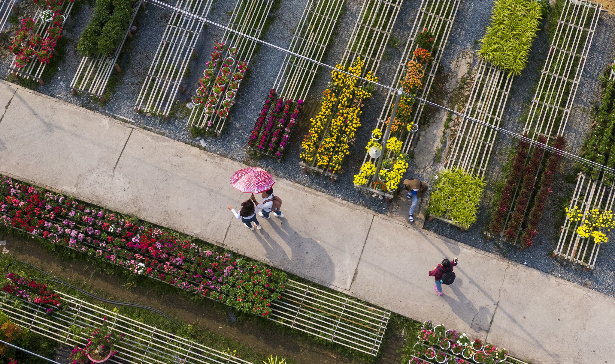 Lang hoa lon nhat mien Tay vang chua tung thay ngay giap Tet hinh anh