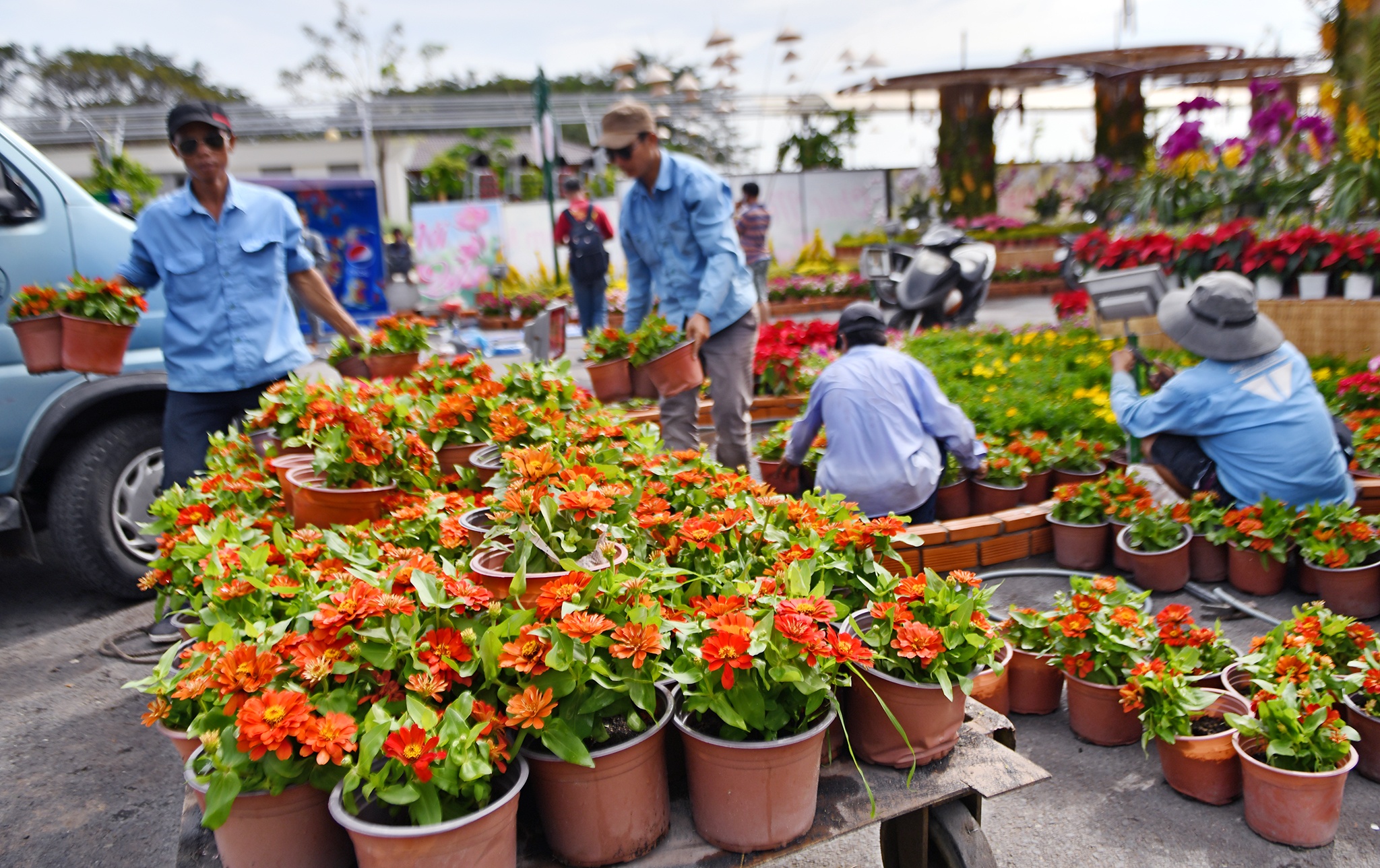 Duong hoa Tet TP Can Tho anh 10