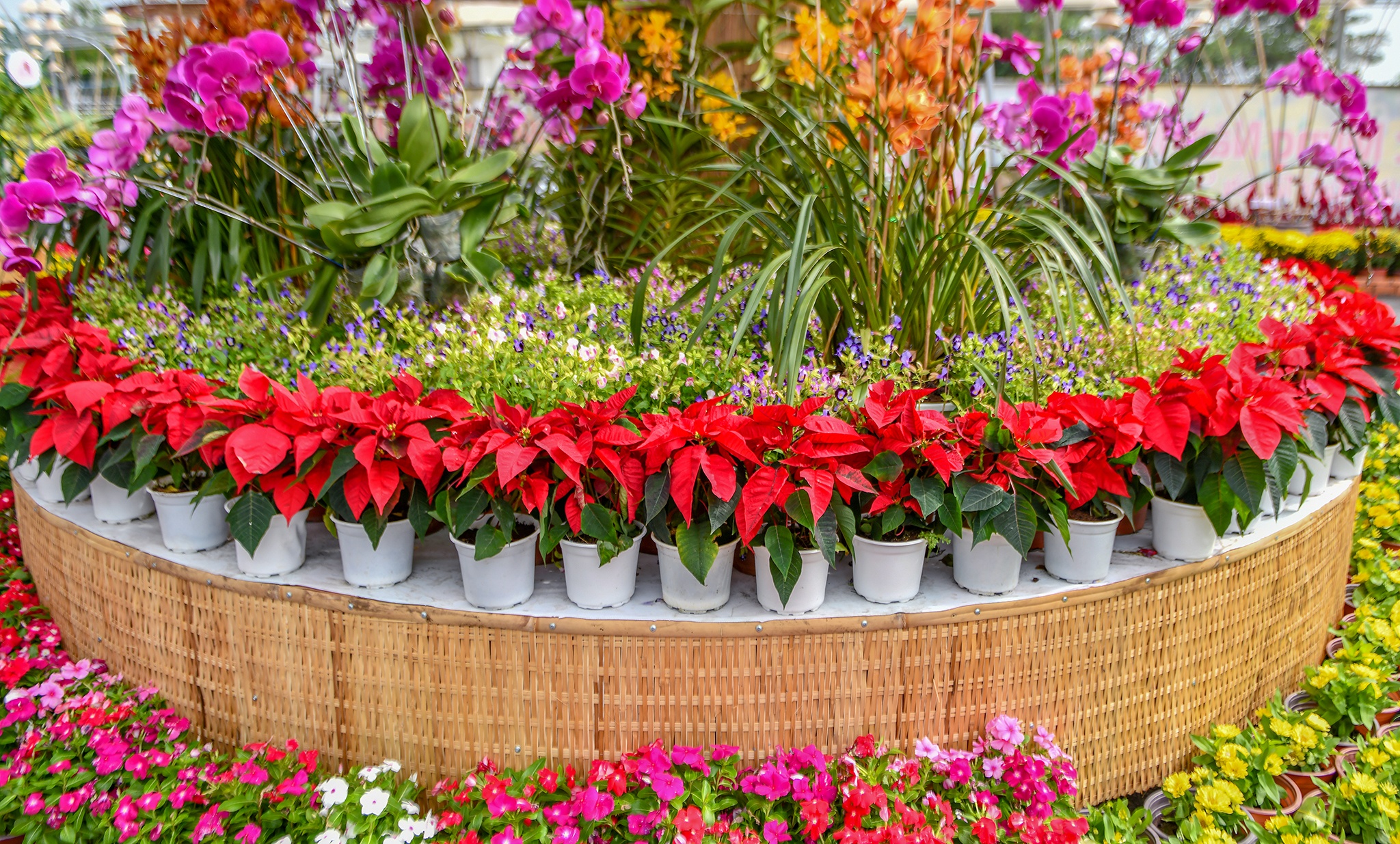 Duong hoa Tet TP Can Tho anh 11