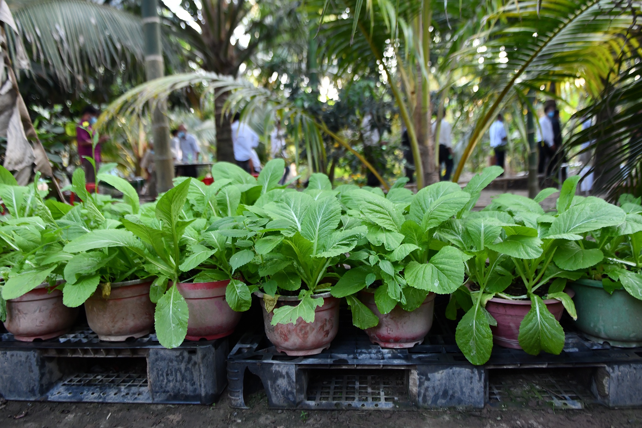 Nguyen Pho thu tuong Truong Vinh Trong mat anh 5