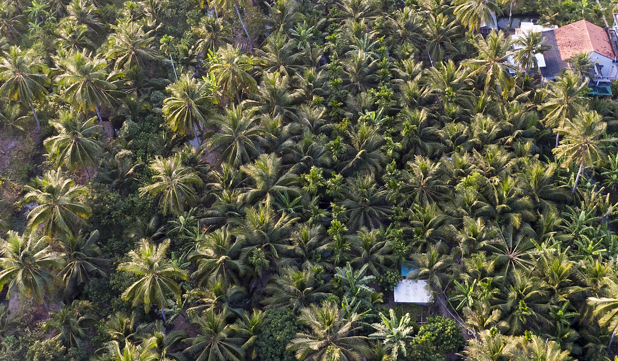 Nguyen Pho thu tuong Truong Vinh Trong mat anh 2