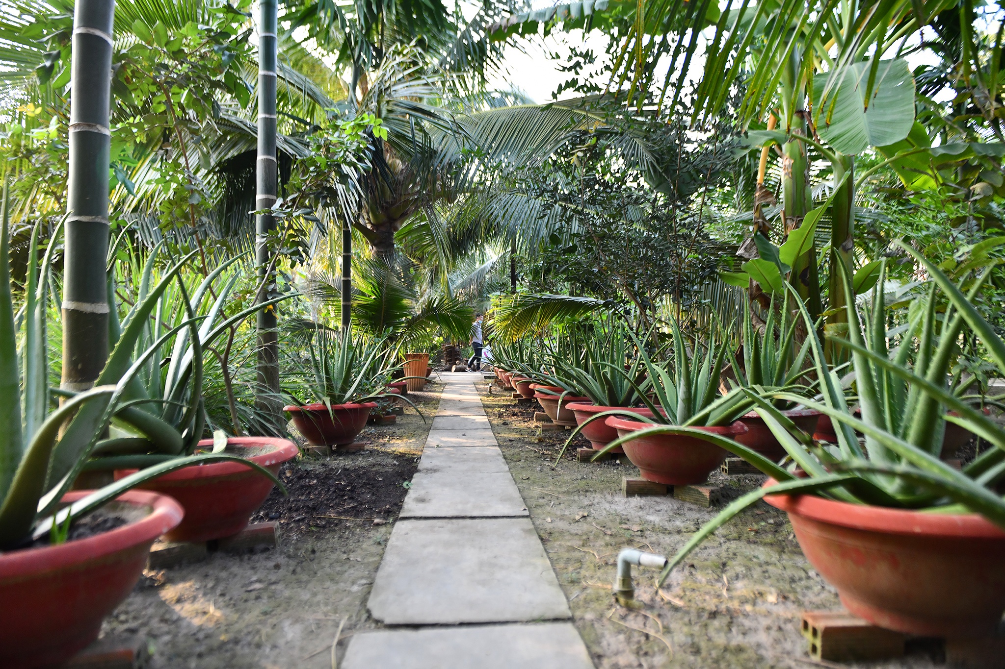 Nguyen Pho thu tuong Truong Vinh Trong mat anh 7