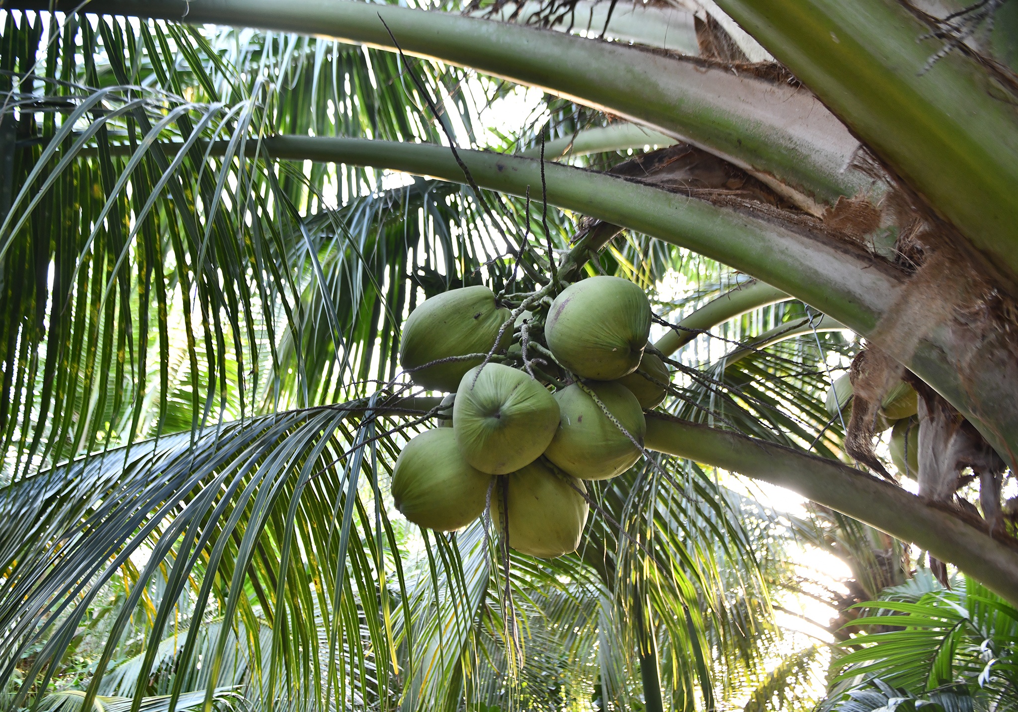 Nguyen Pho thu tuong Truong Vinh Trong mat anh 3