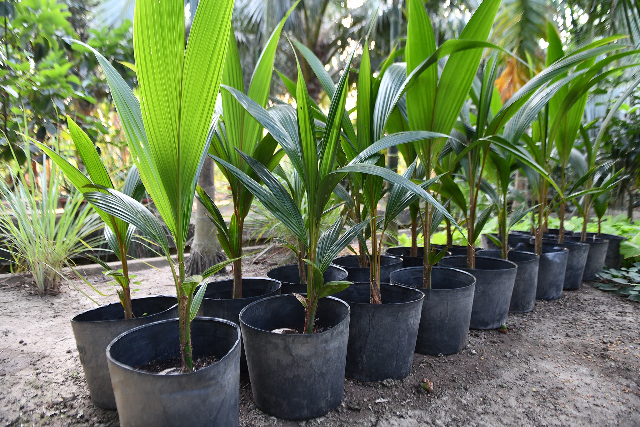 Nguyen Pho thu tuong Truong Vinh Trong mat anh 4