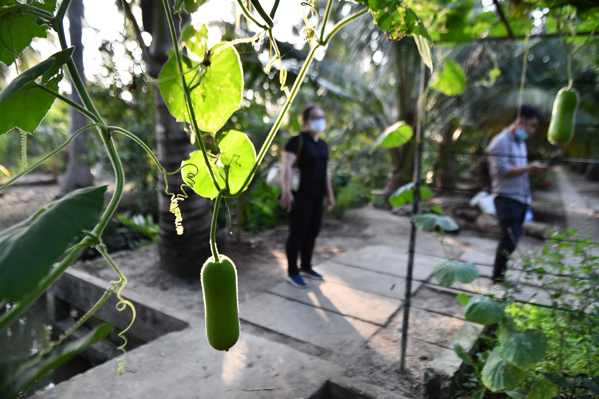 Vuon cay cua nguyen Pho thu tuong Truong Vinh Trong hinh anh