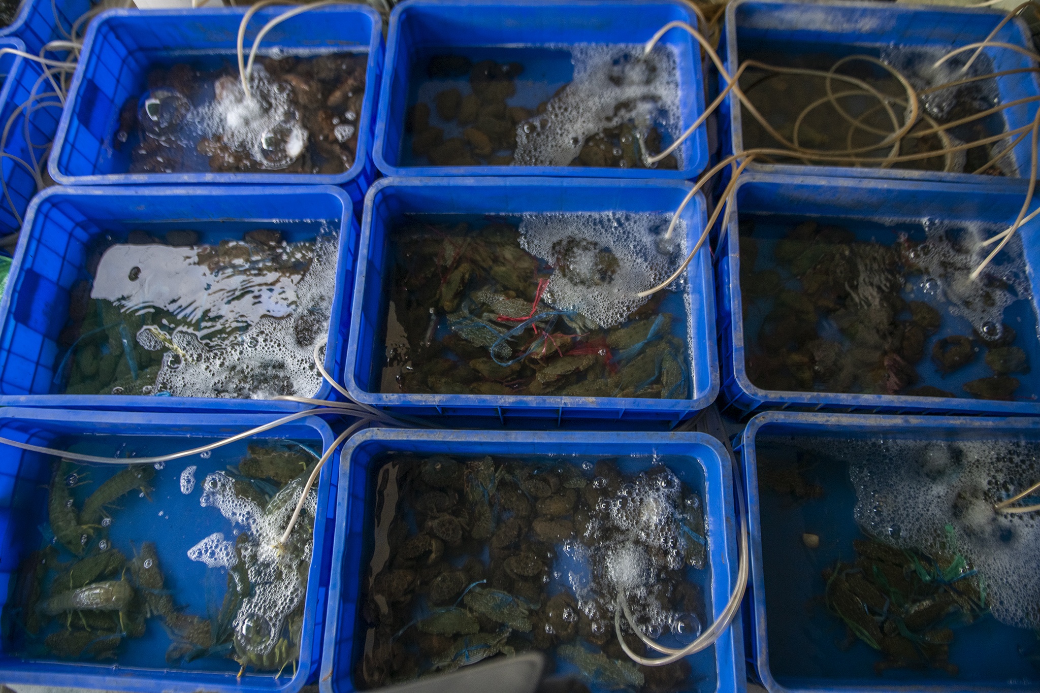 Cuoc song xa dao Thanh An anh 9