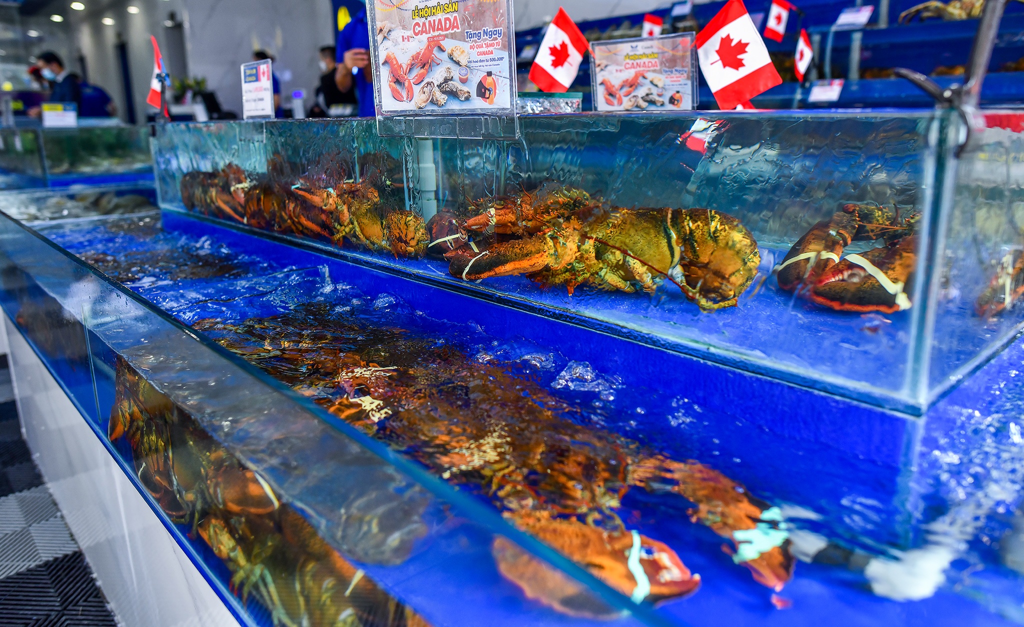 Le hoi Hai san Canada tai TP.HCM anh 4