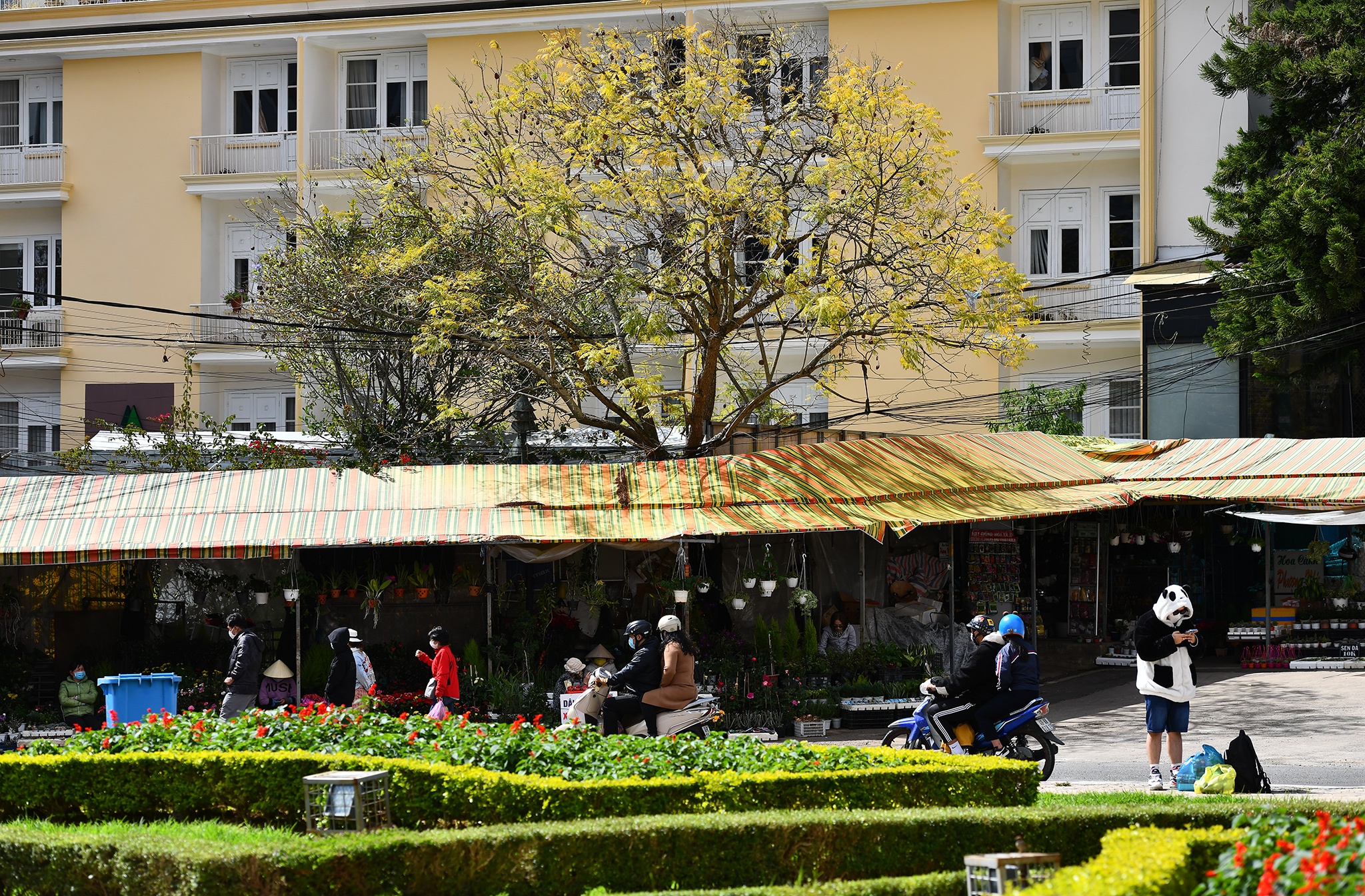 Da Lat ngay cuoi nam anh 10