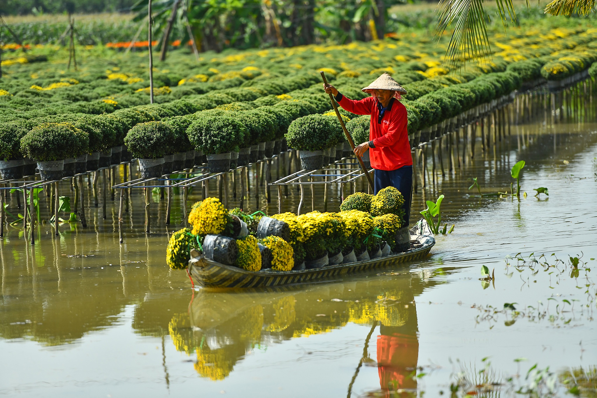 Nong dan mien Tay tat bat vu hoa anh 7