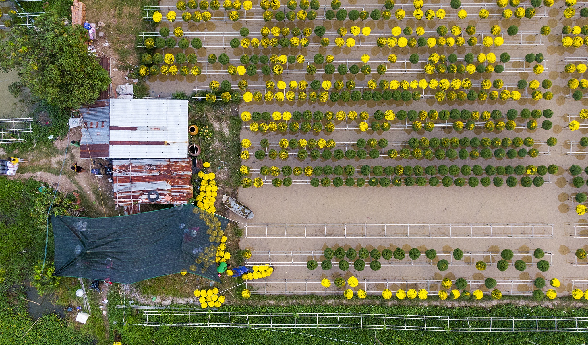 Nong dan mien Tay tat bat vu hoa anh 8