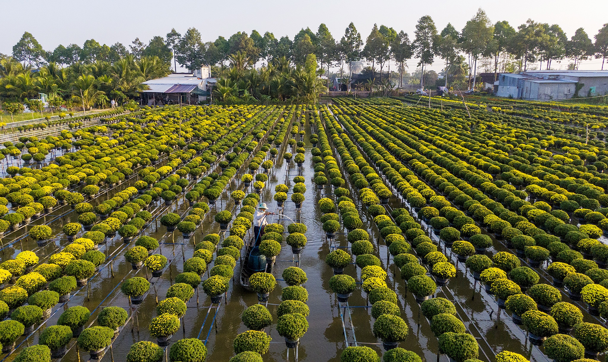 Nong dan mien Tay tat bat vu hoa anh 1