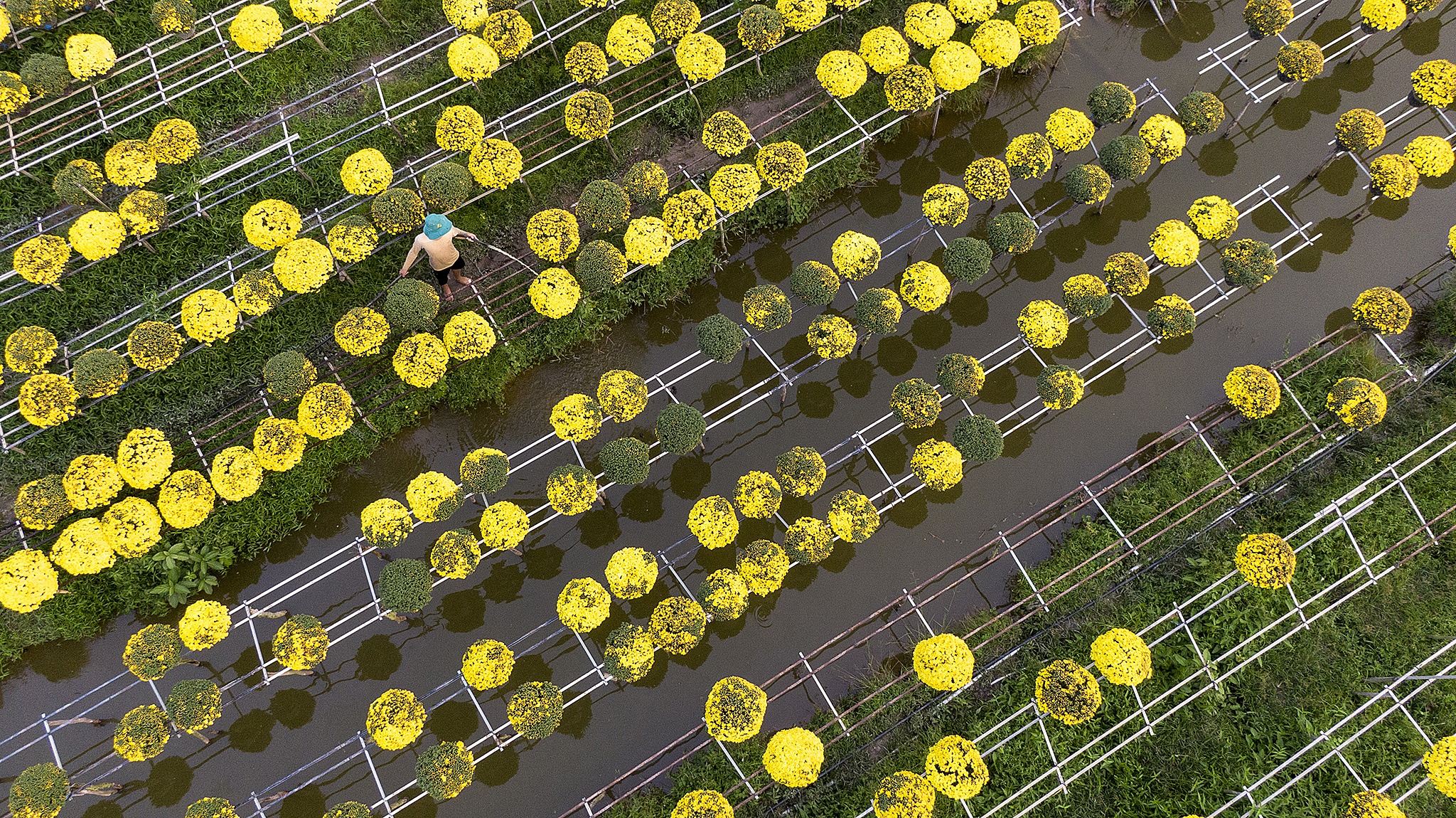 Nong dan mien Tay tat bat vu hoa anh 2