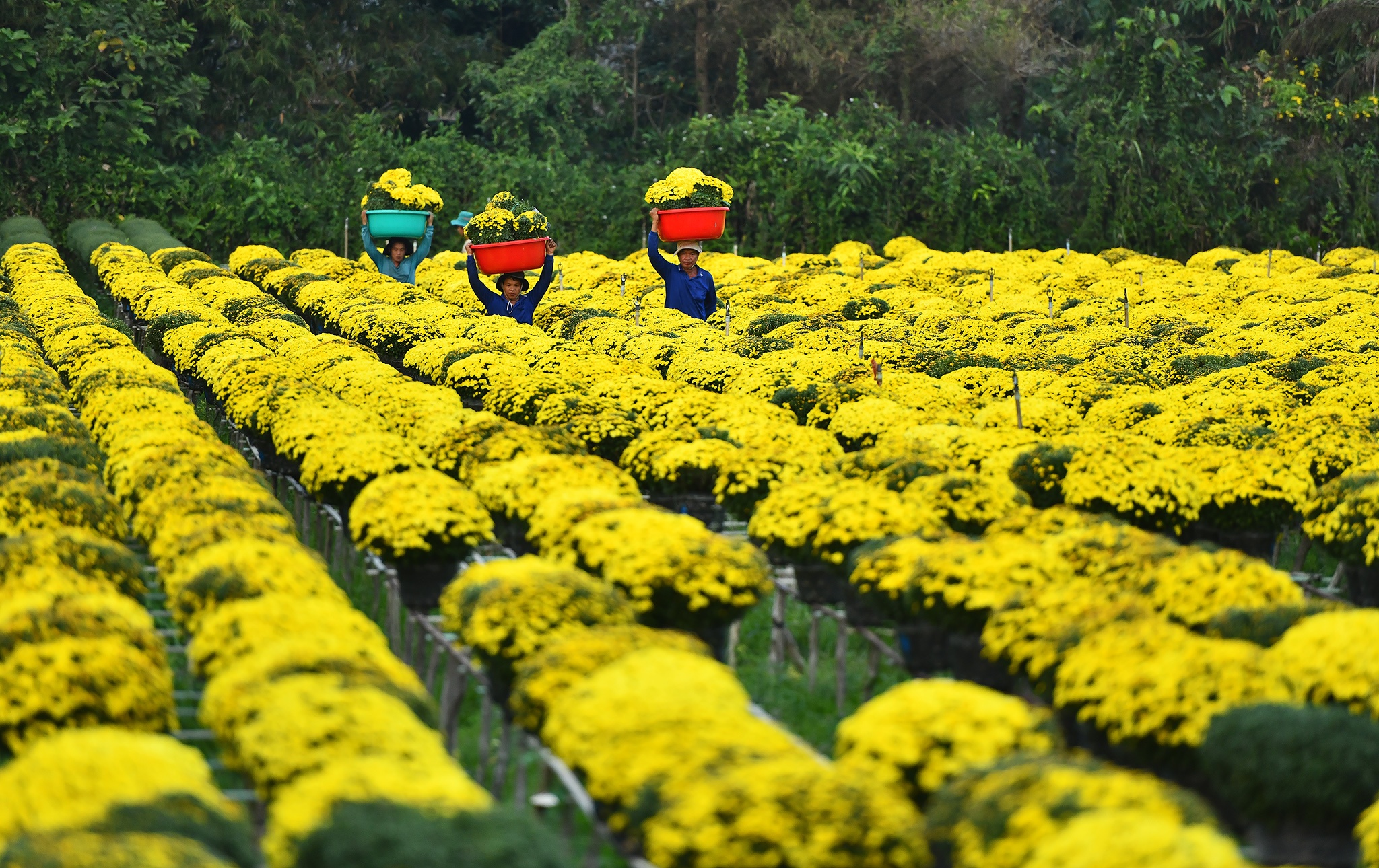 Nong dan mien Tay tat bat vu hoa anh 4
