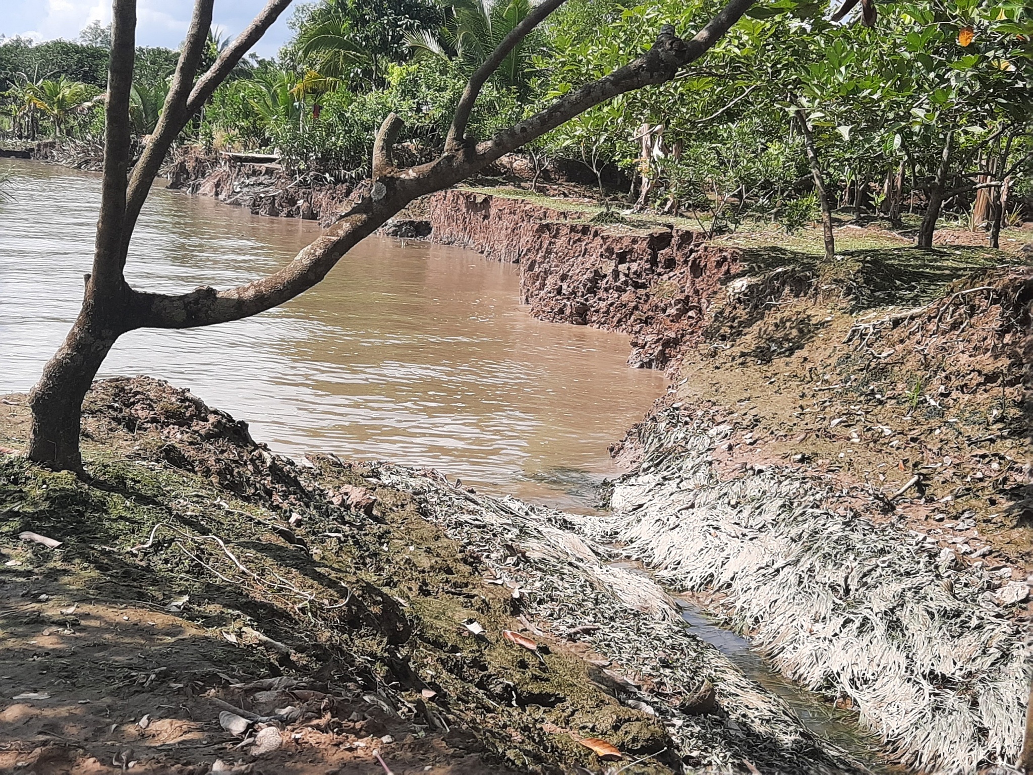 Sạt lở Vĩnh Long ảnh 3 Sat lo Vinh Long anh 3