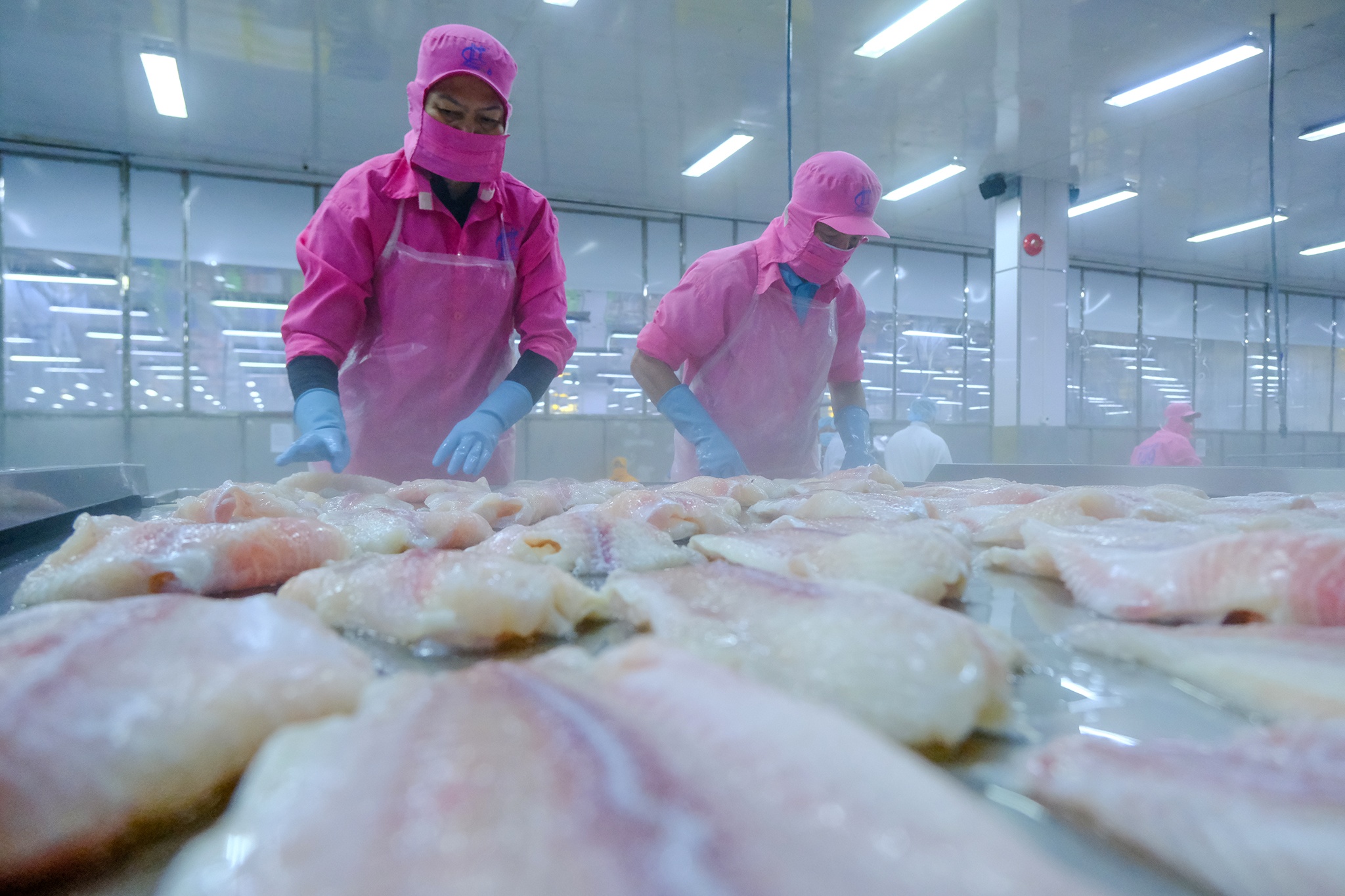 Le hoi ca tra anh 12